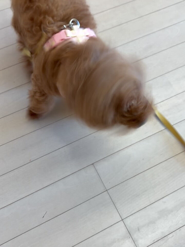 プードルのこげまるちゃん