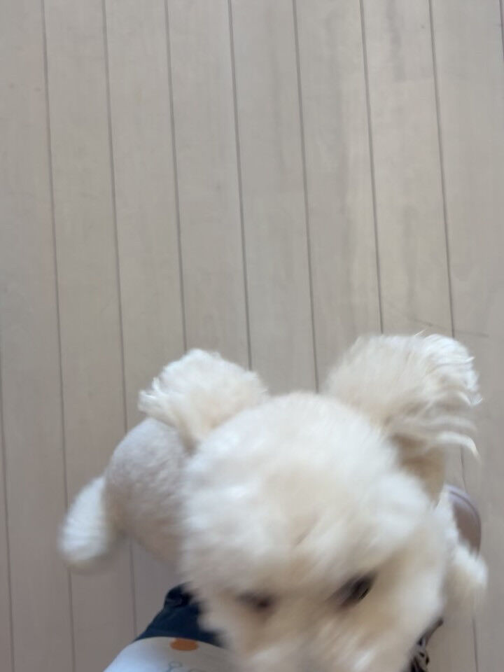 プードルのリペズちゃん