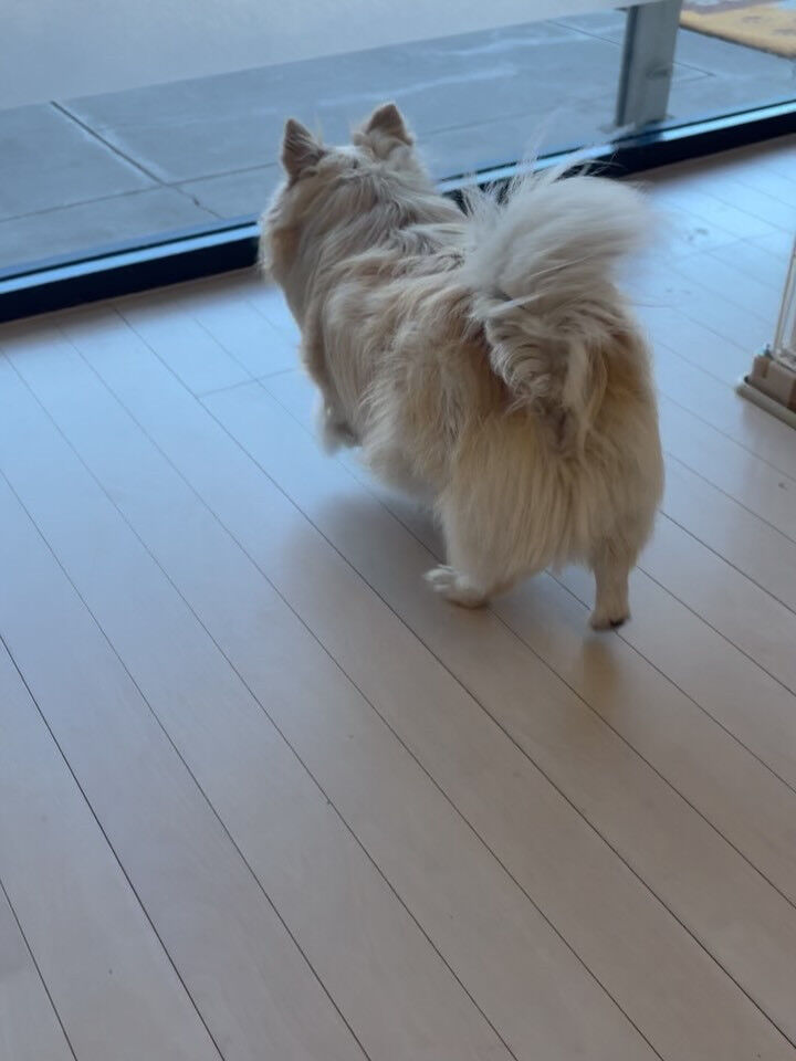 チワワの麦くん