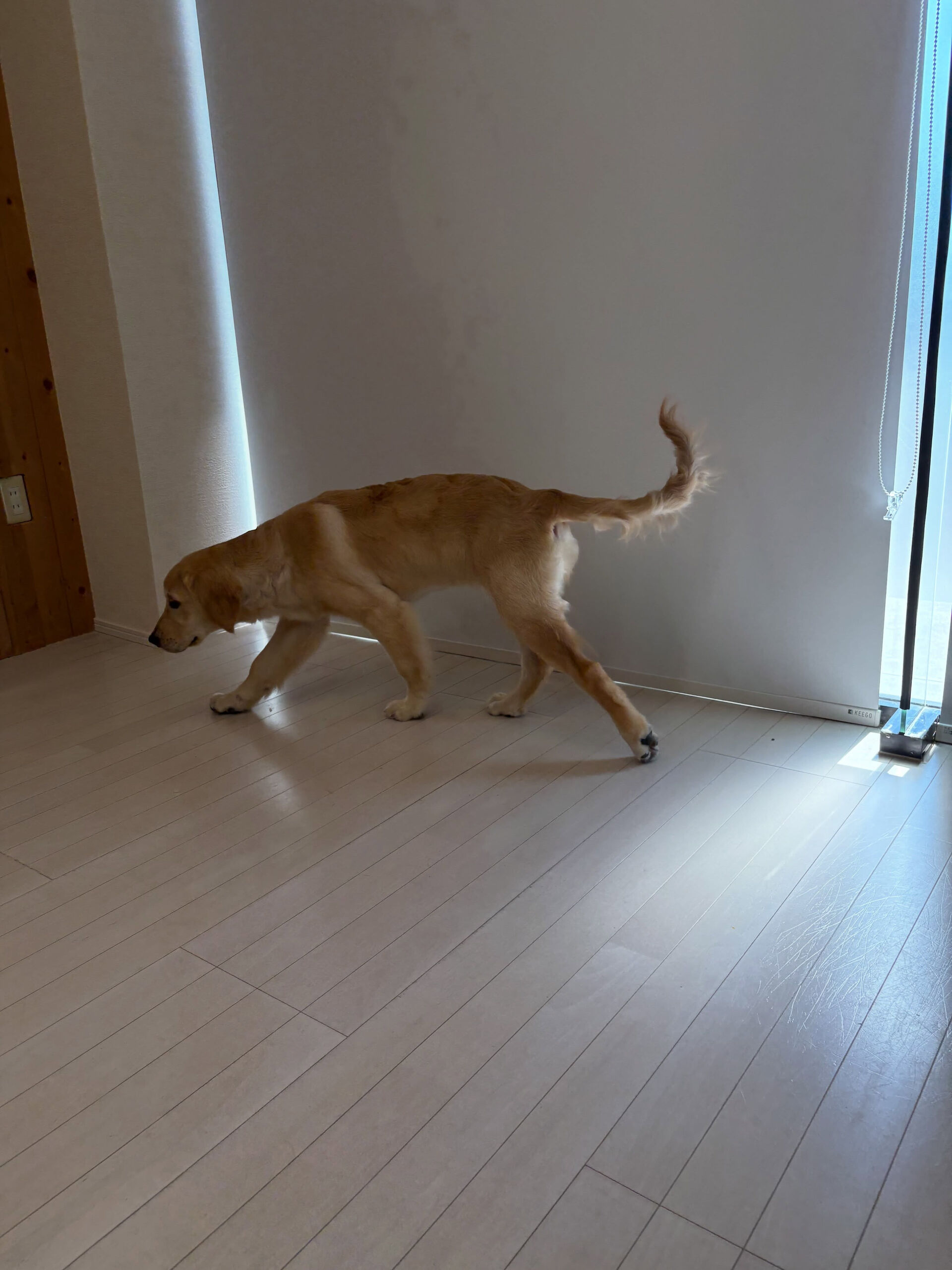 ゴールデンレトリバーのさくらちゃん
