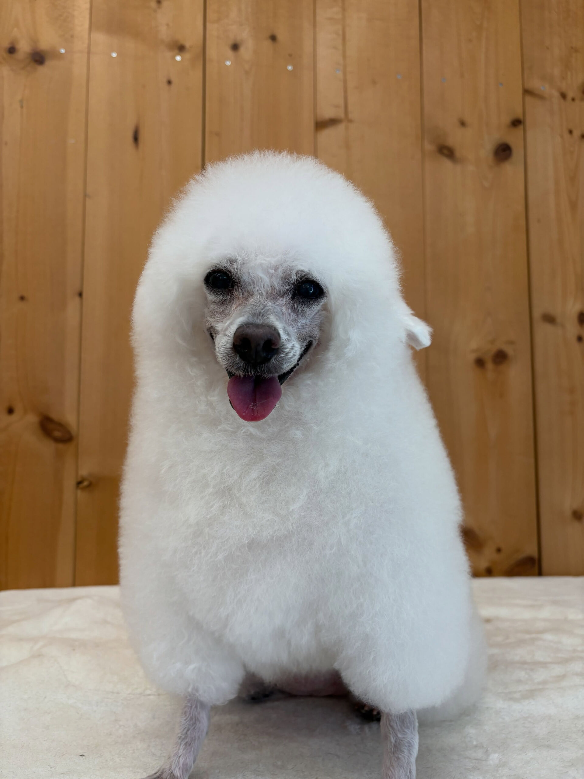 プードルのヴィーナスちゃん