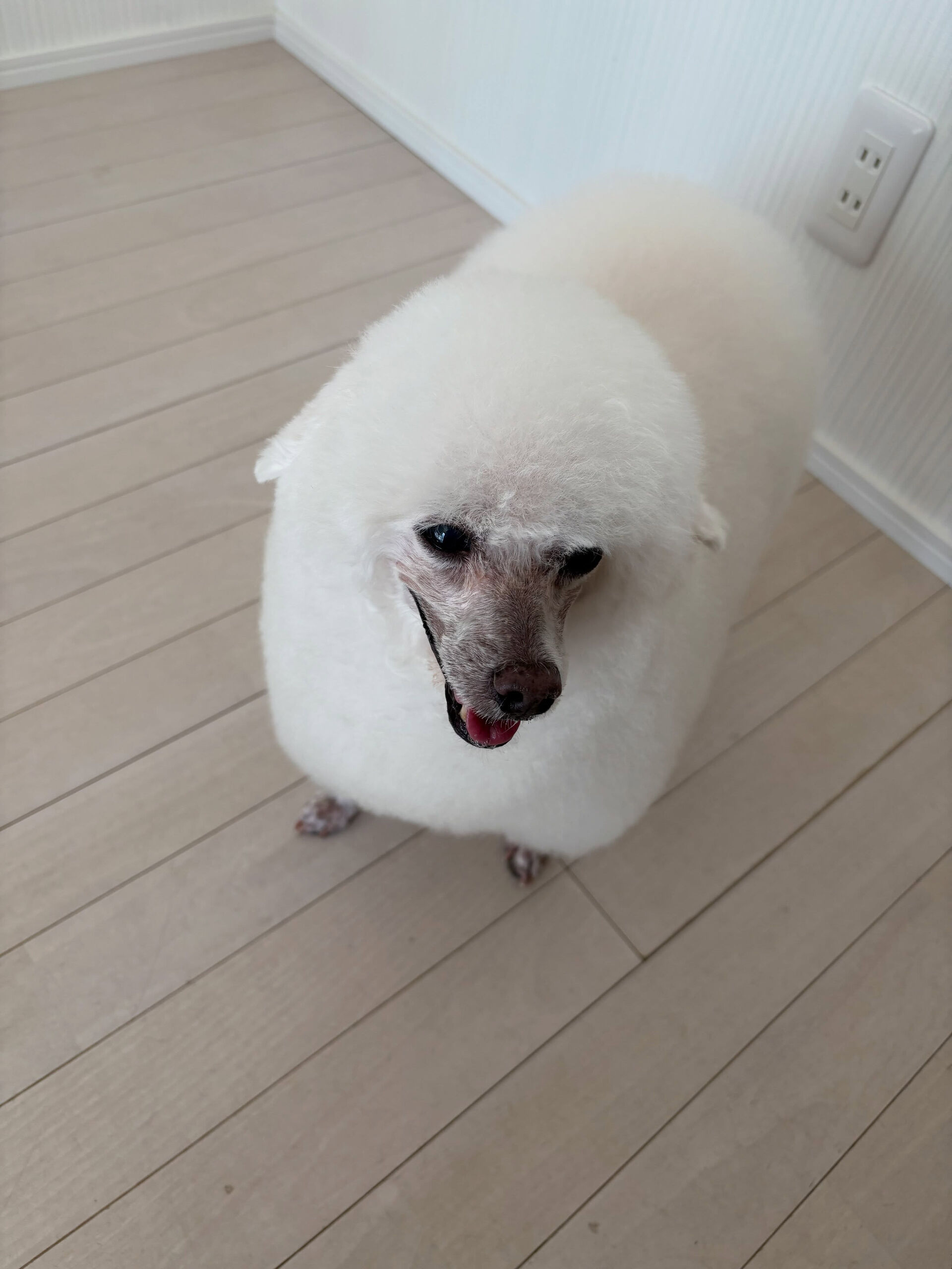 プードルのヴィーナスちゃん