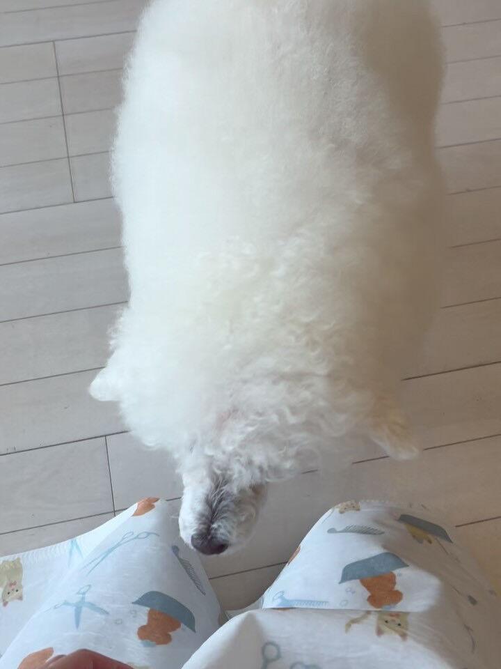 プードルのヴィーナスちゃん