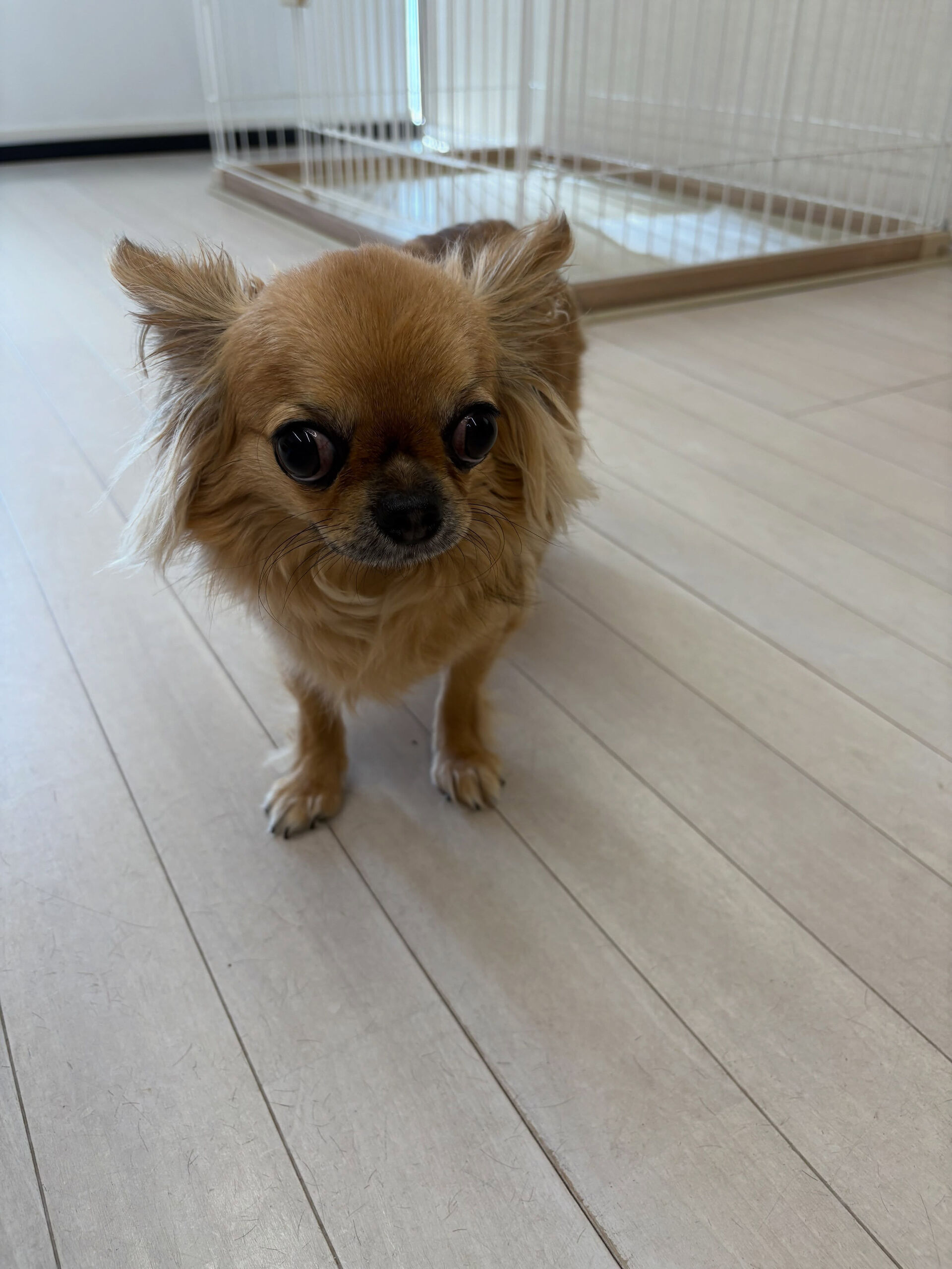 チワワの小梅ちゃん