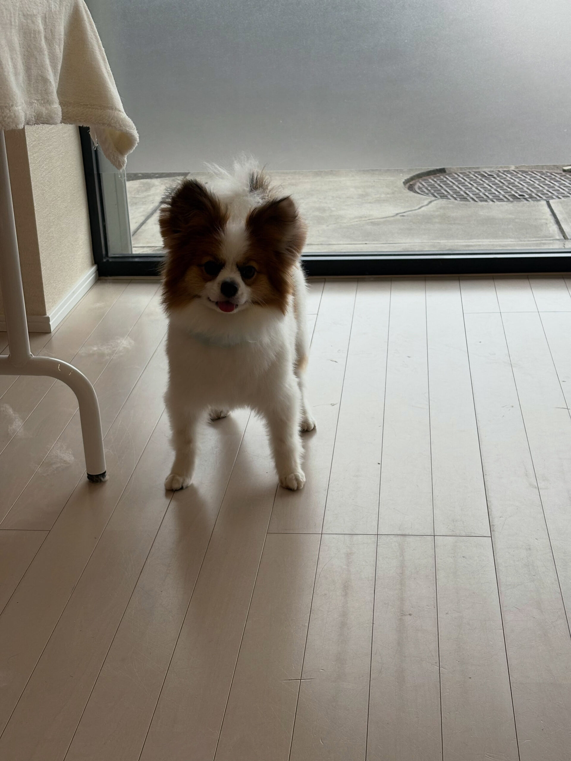 パピヨンのラムちゃん