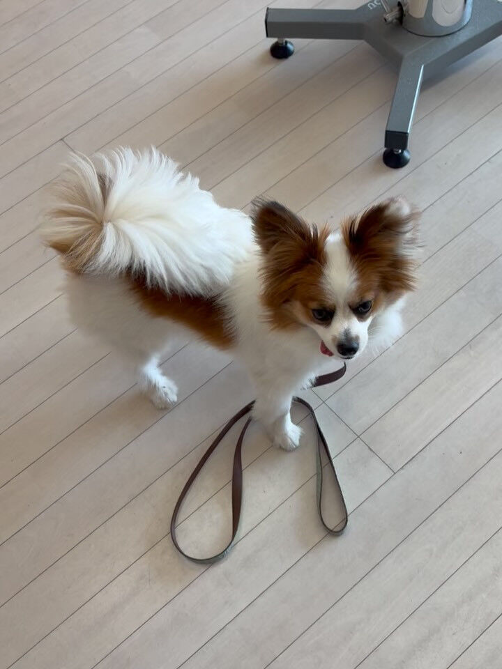 パピヨンのラムちゃん