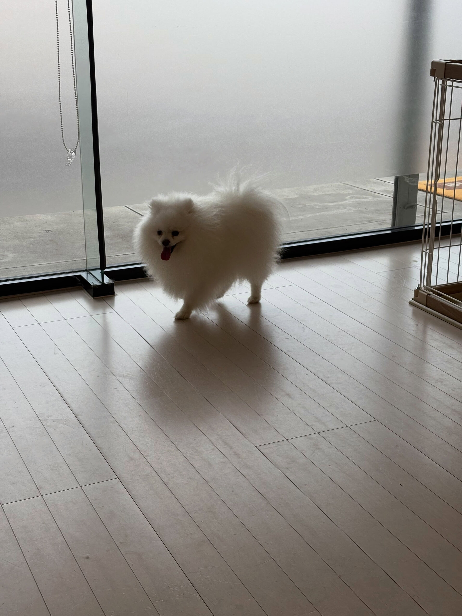 ポメラニアンのテン君