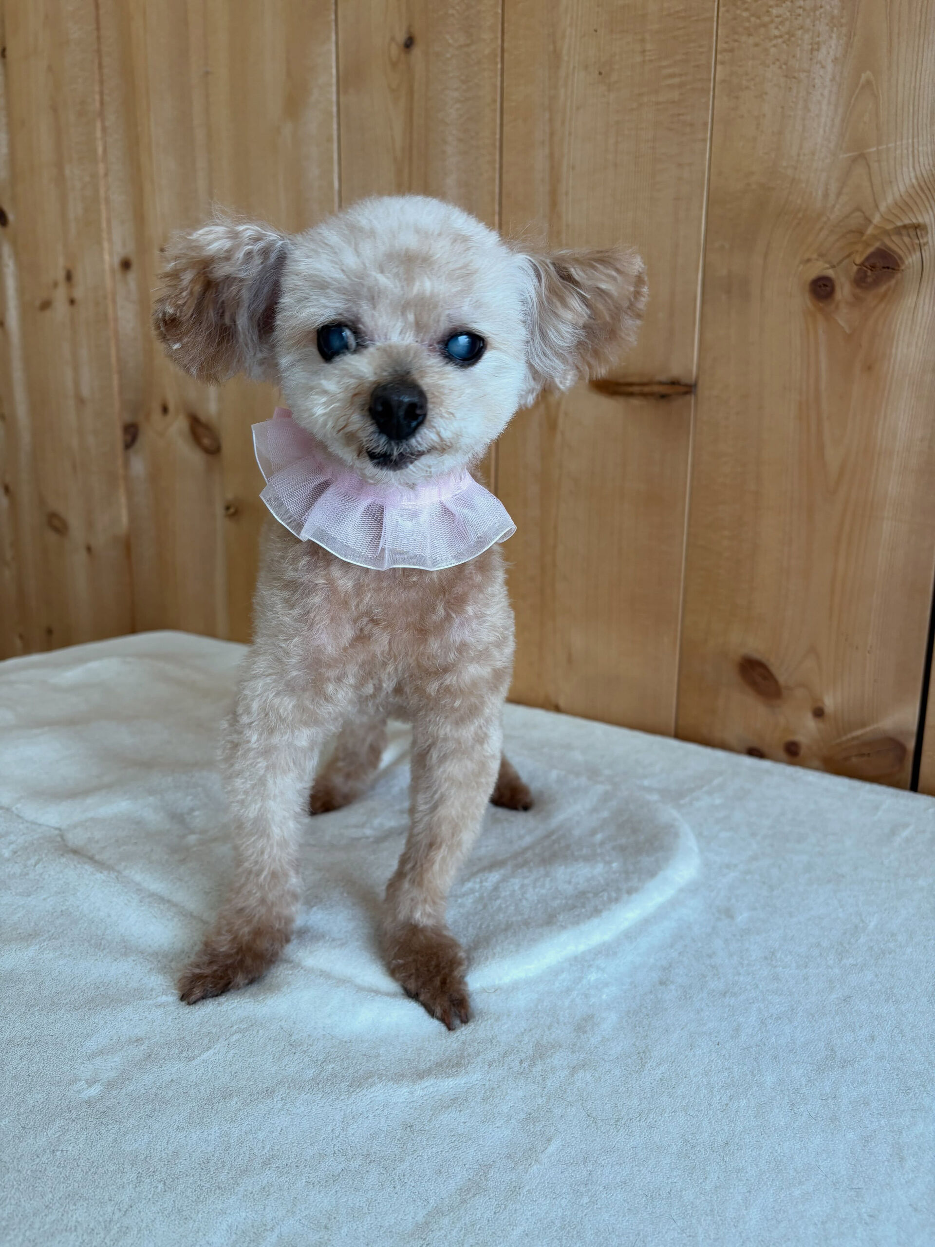 プードルのジュリちゃん
