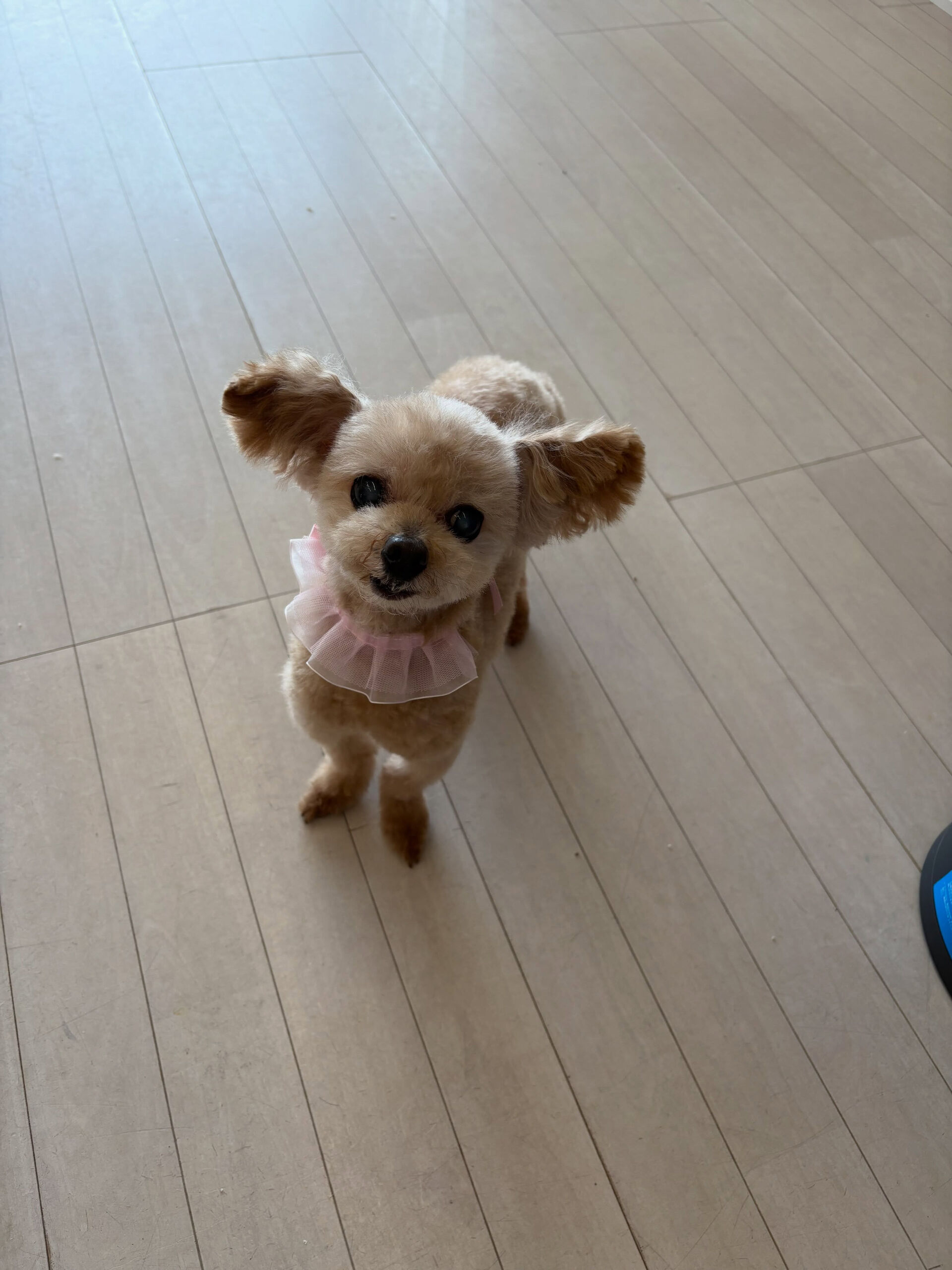 プードルのジュリちゃん