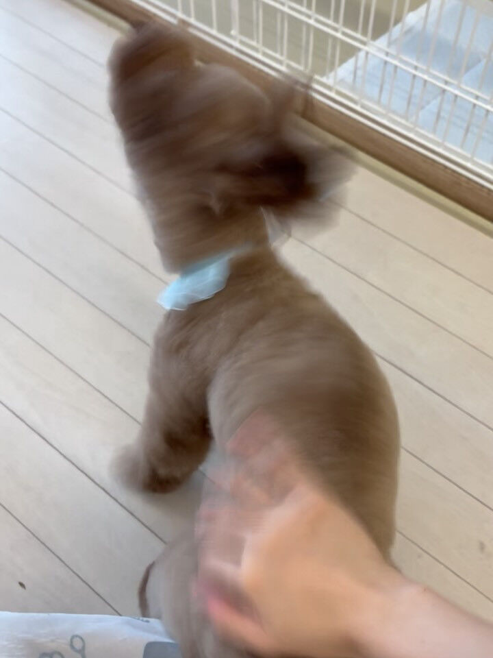 プードルのマロ君