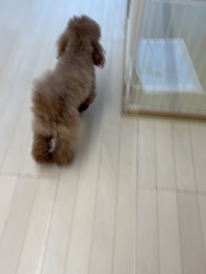プードルのマロ君