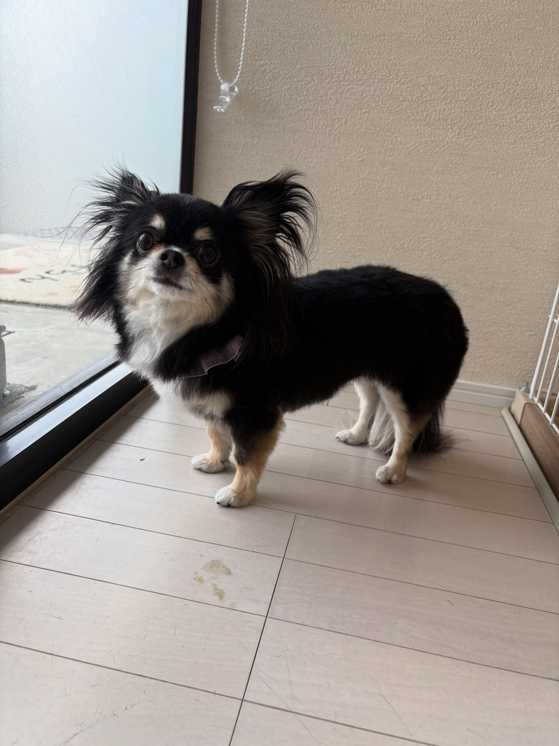 チワワのちくわちゃん