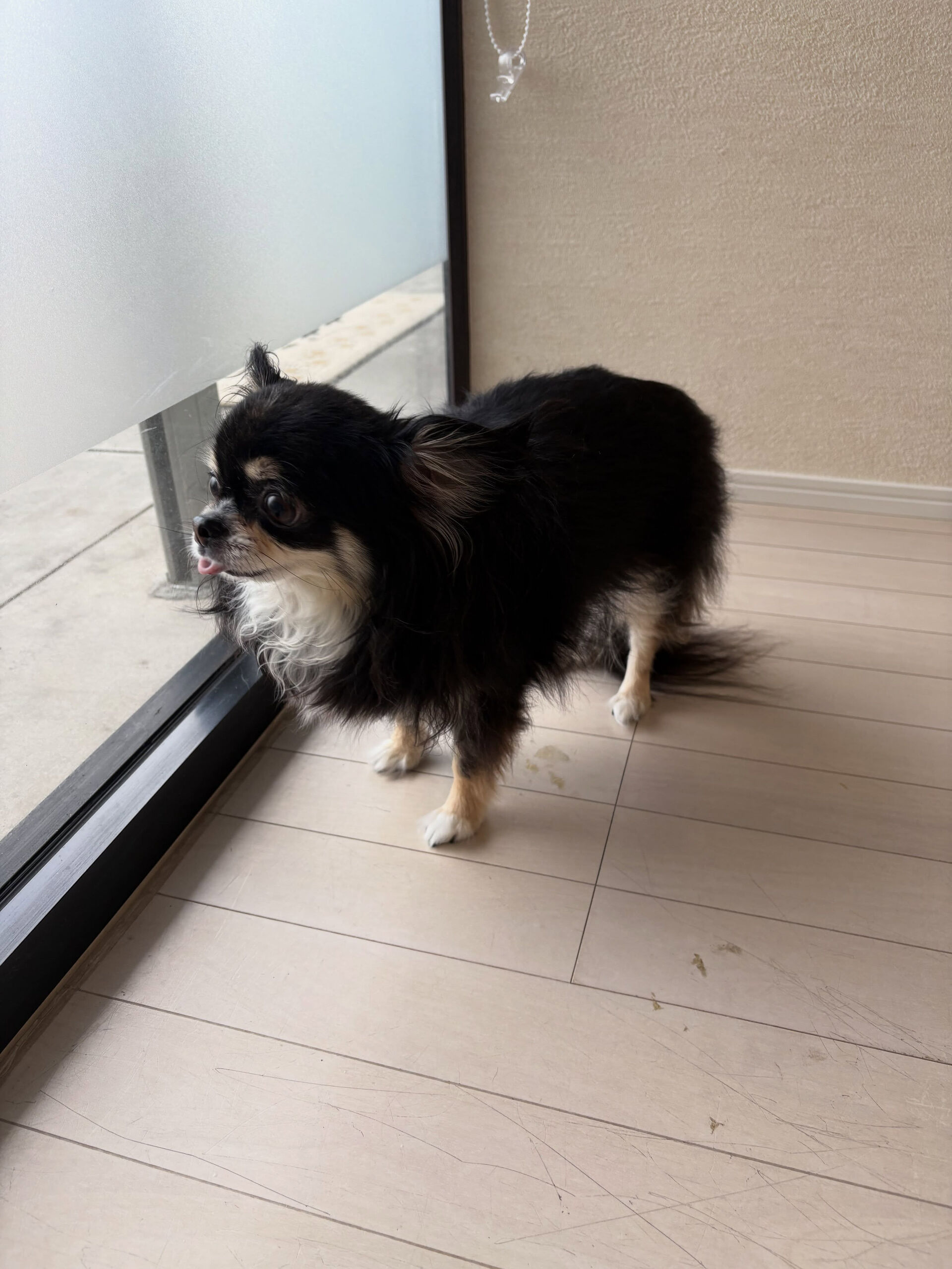 チワワのちくわちゃん