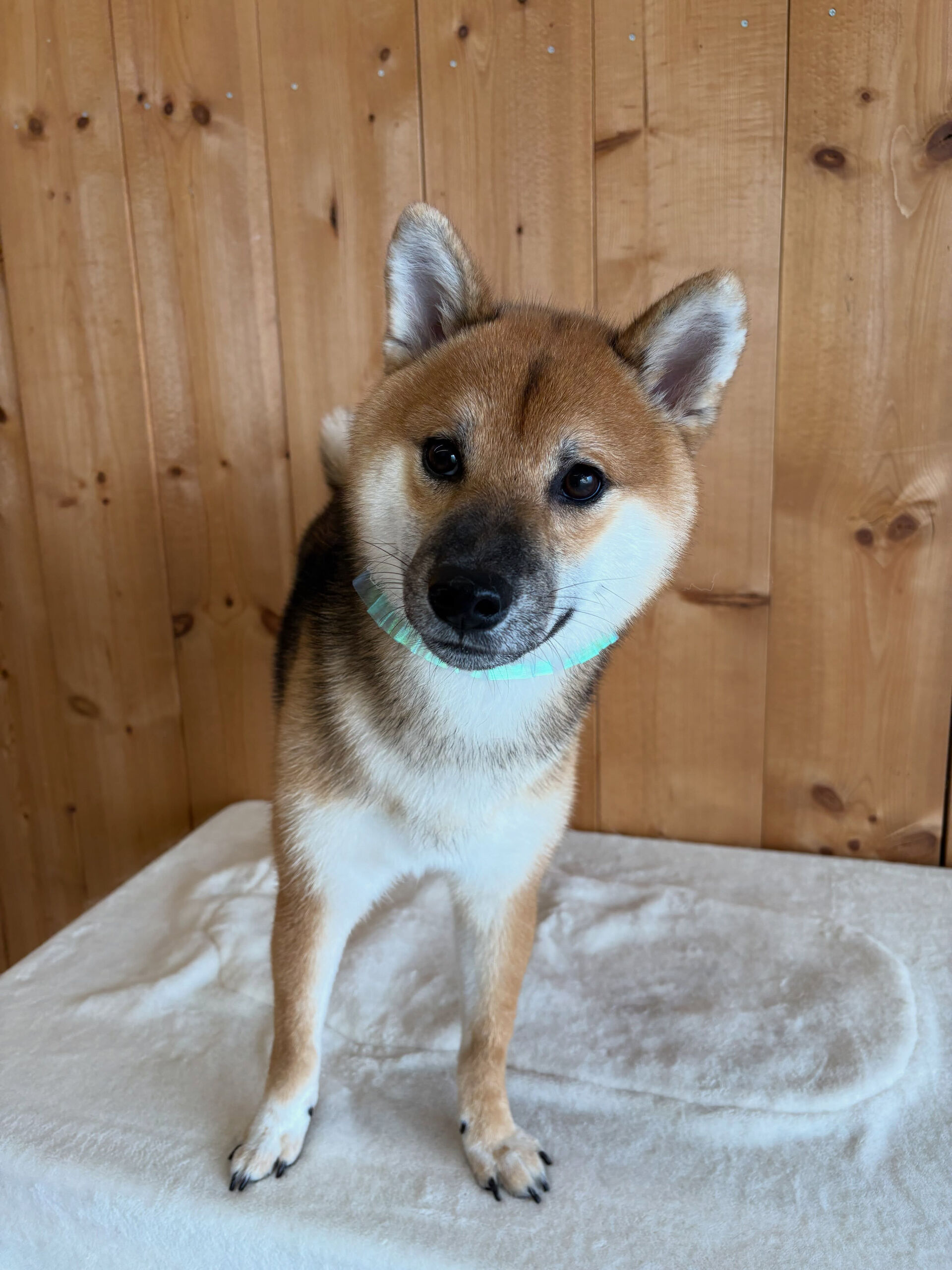 柴犬のぎんが君