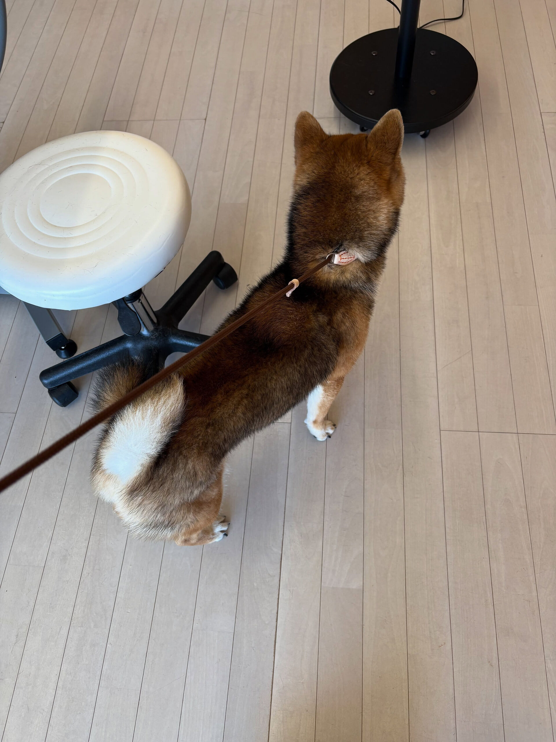 柴犬のぎんが君