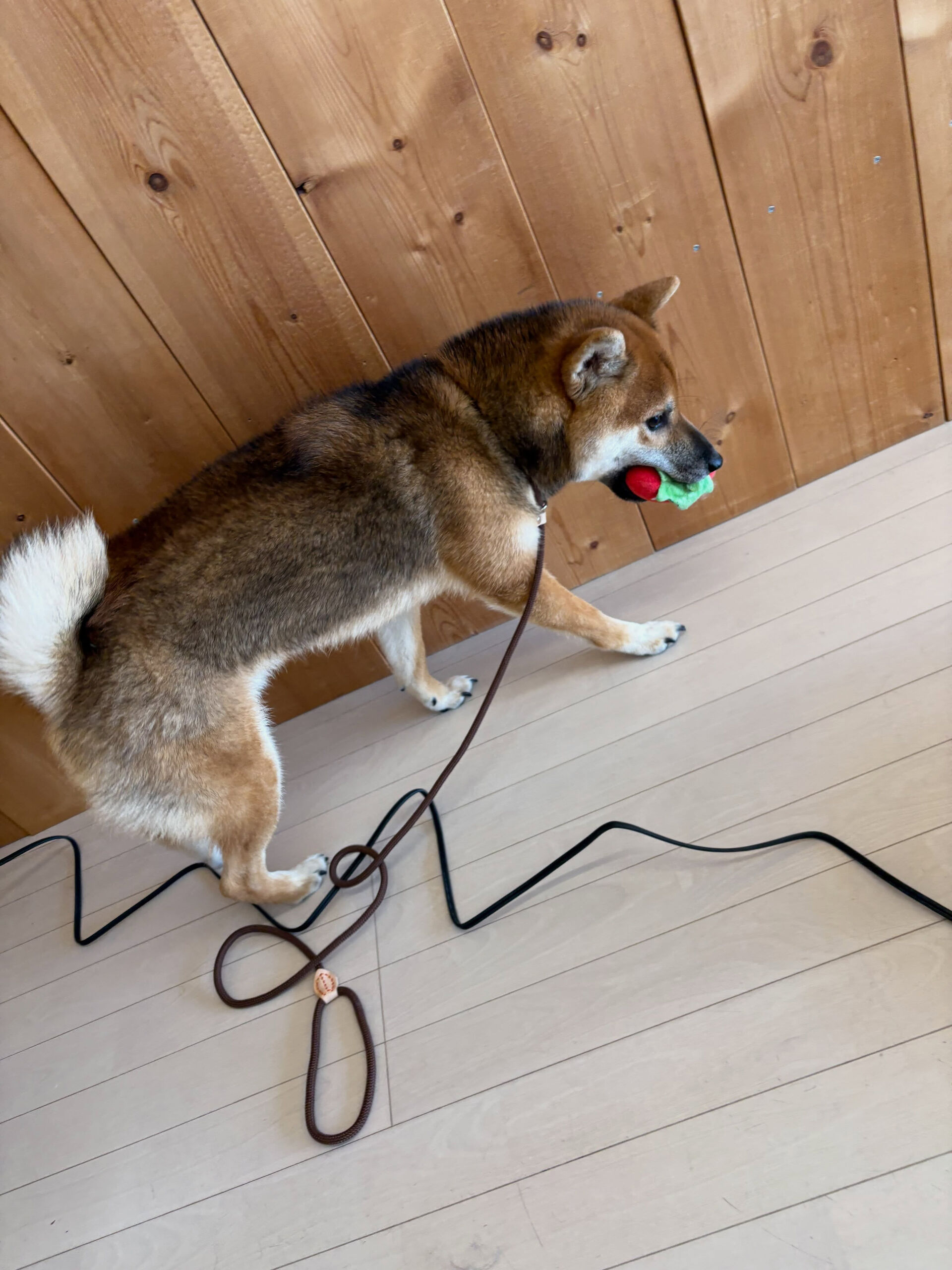 柴犬のぎんが君