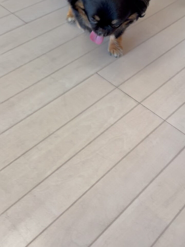 チワワのなつ君
