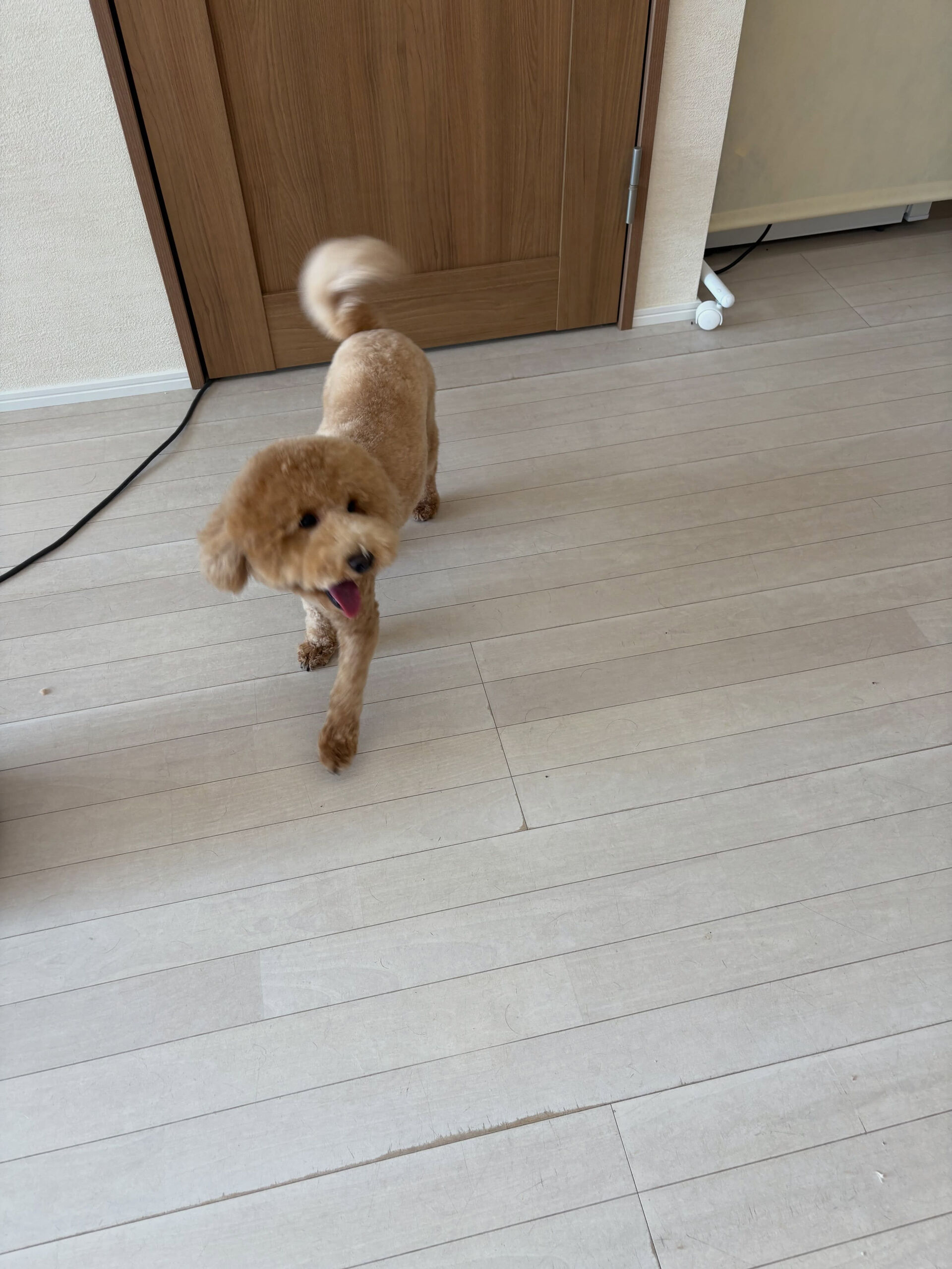 プードルのプー君