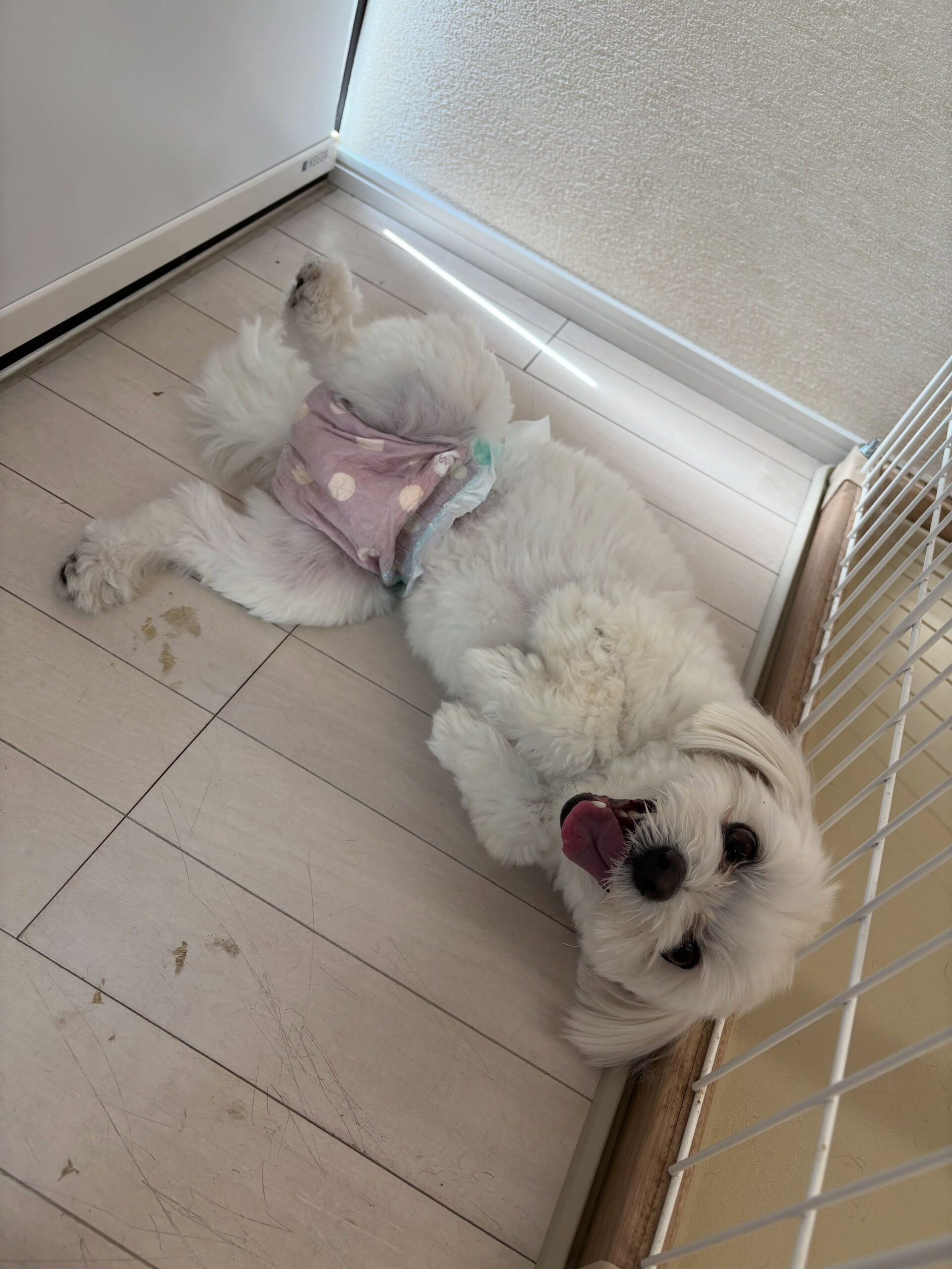 マルチーズのランちゃん