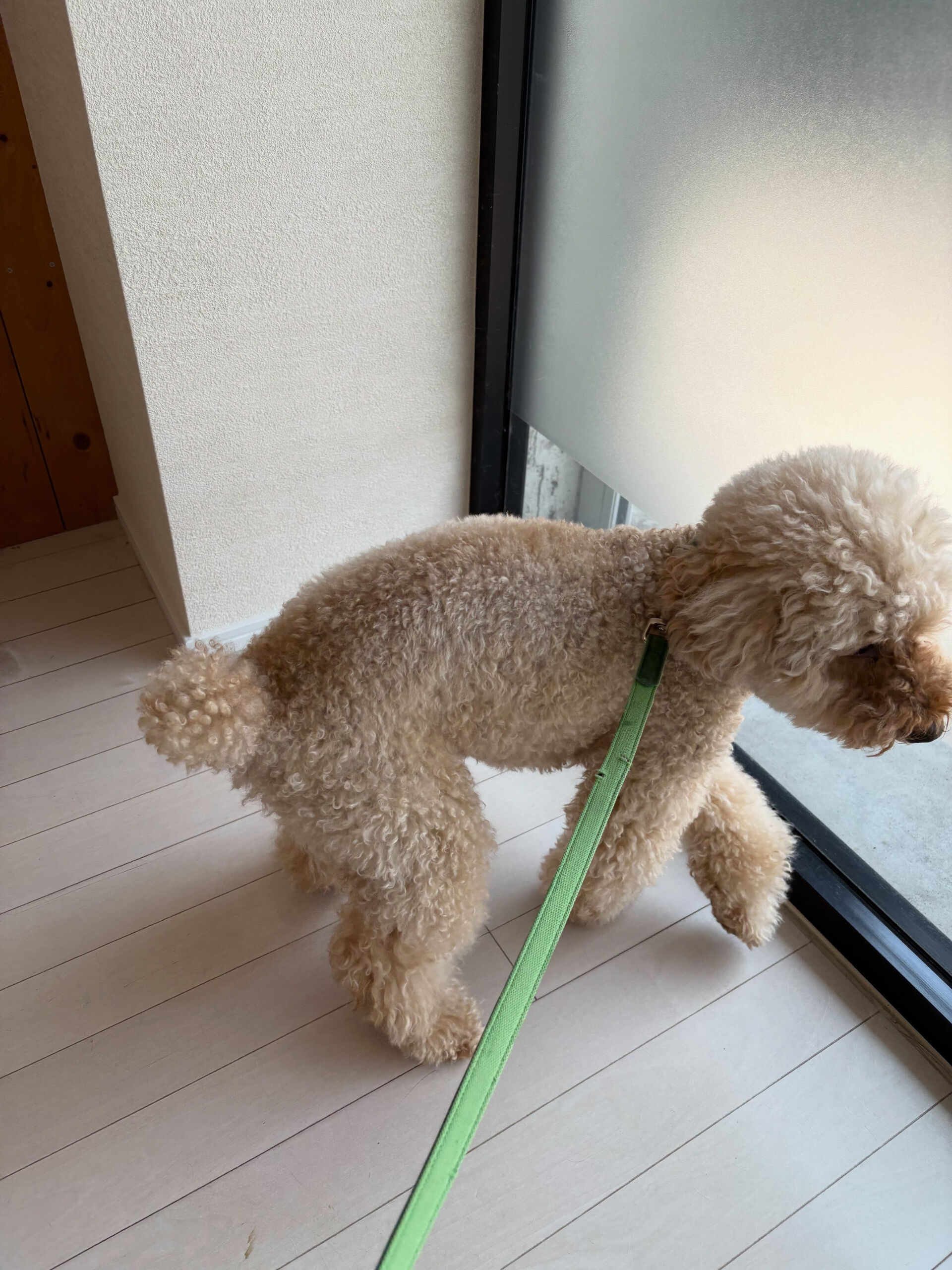 プードルのぽてと君