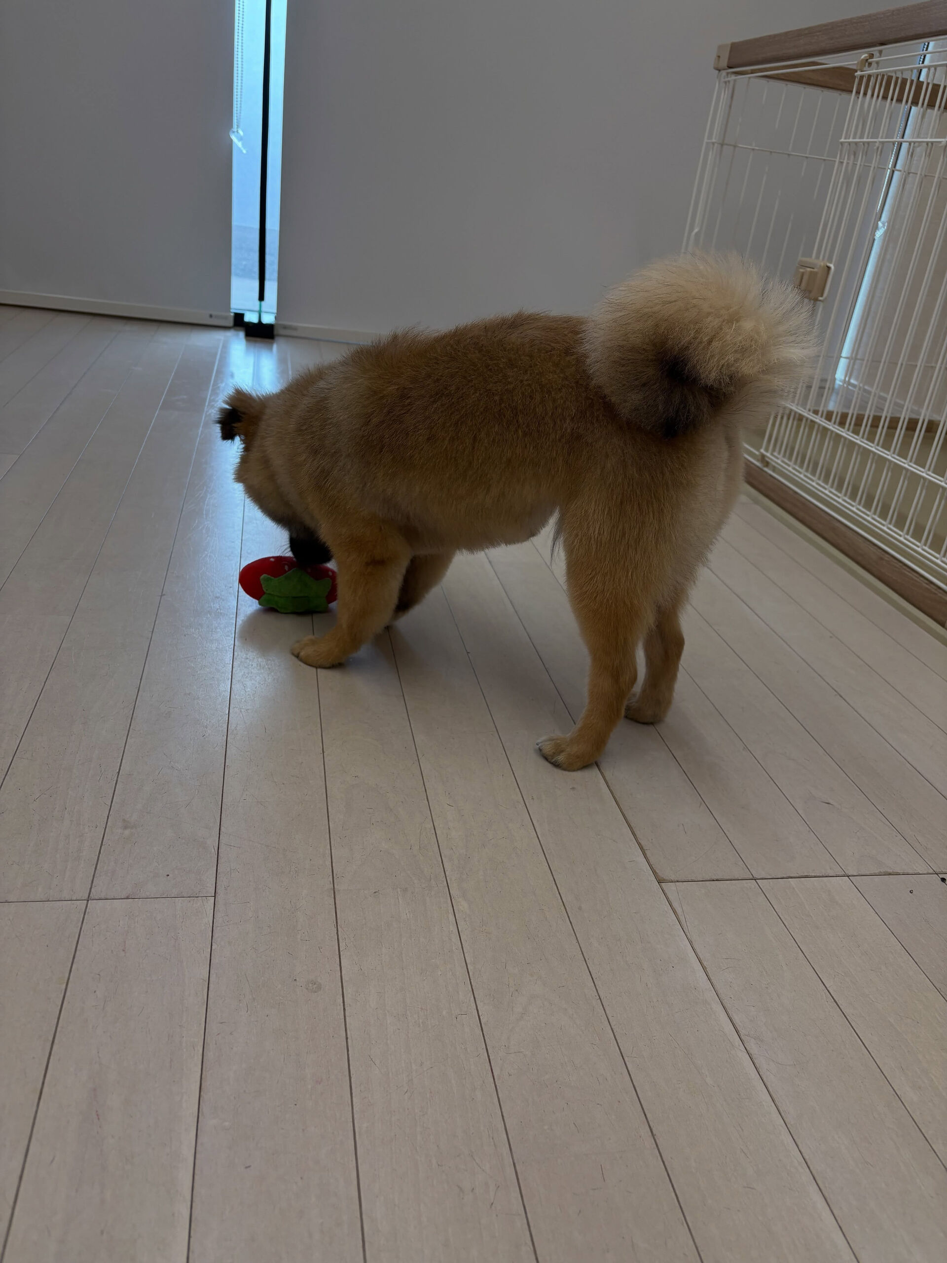 ポメラニアンのダン君