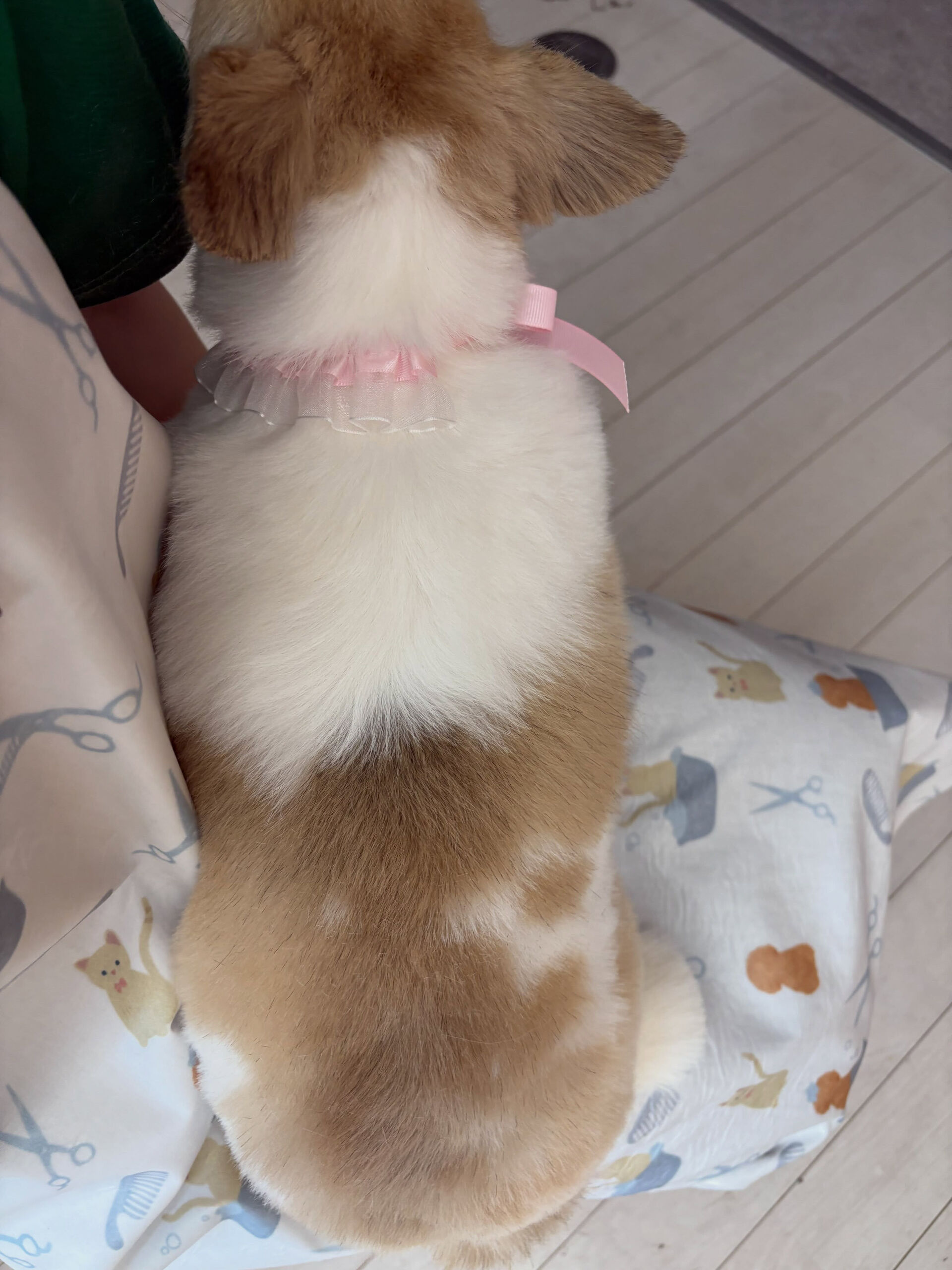 チワワのひなちゃん
