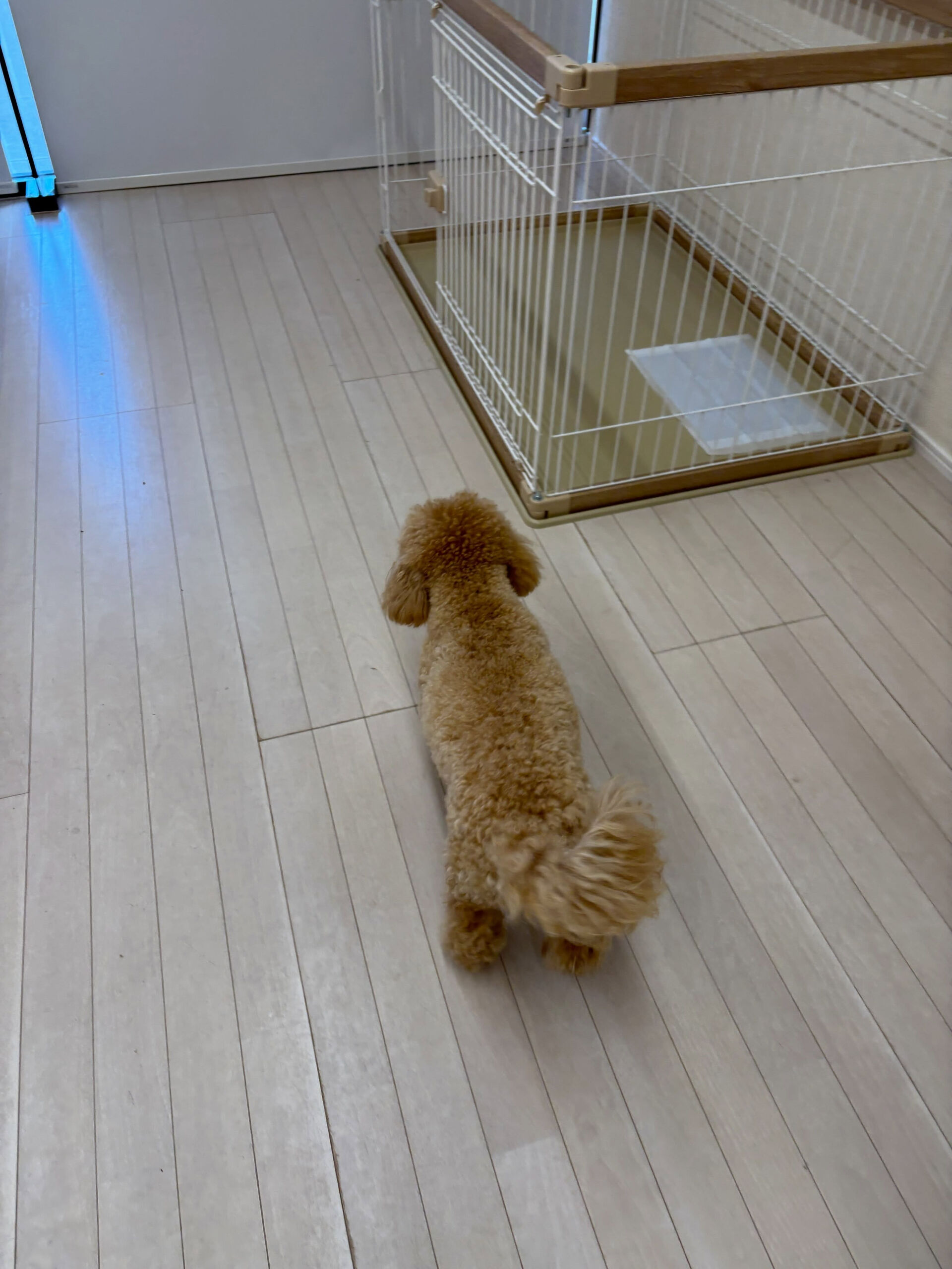 プードルのむぎ君