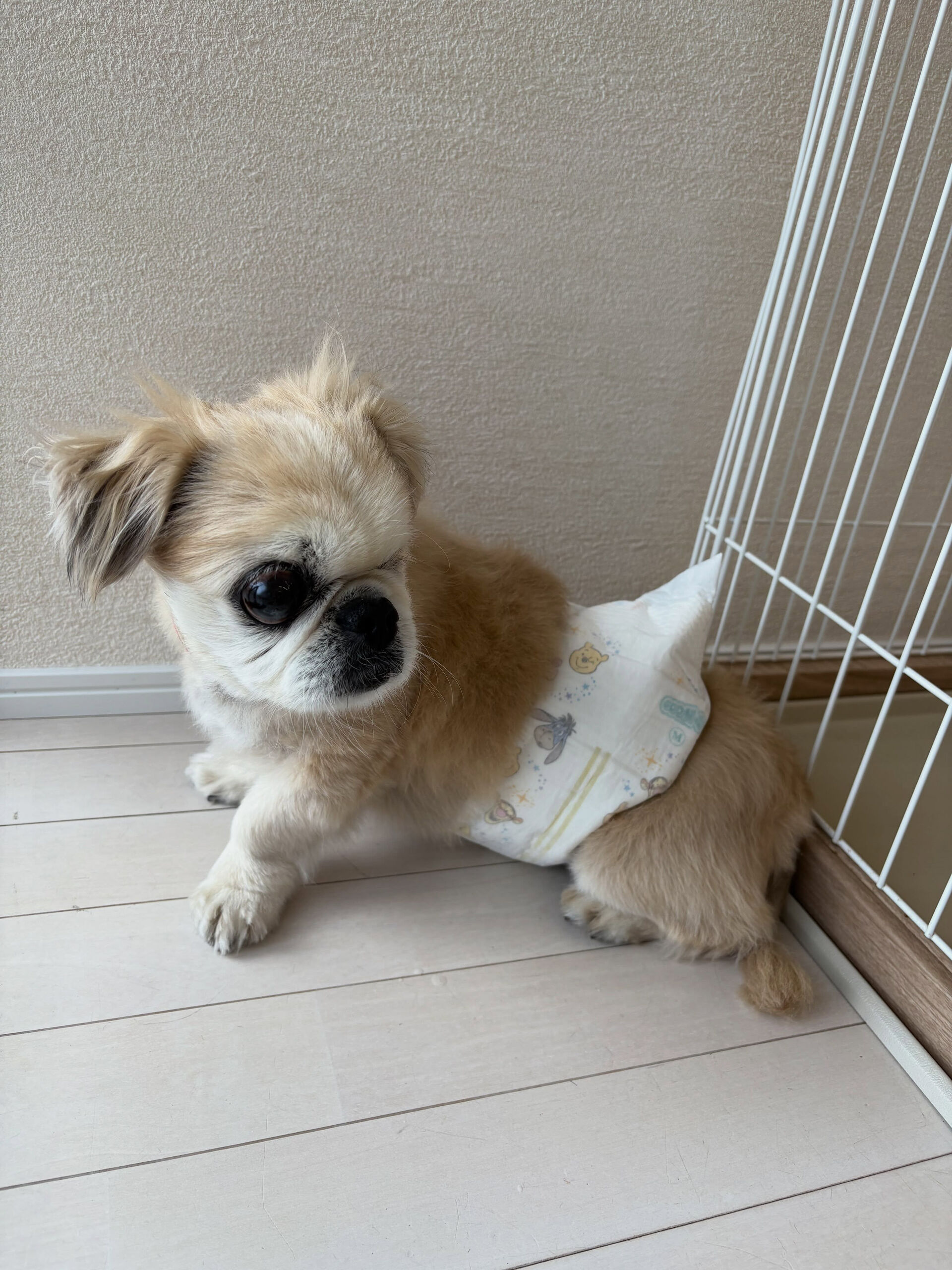 ミックスのモン吉くん