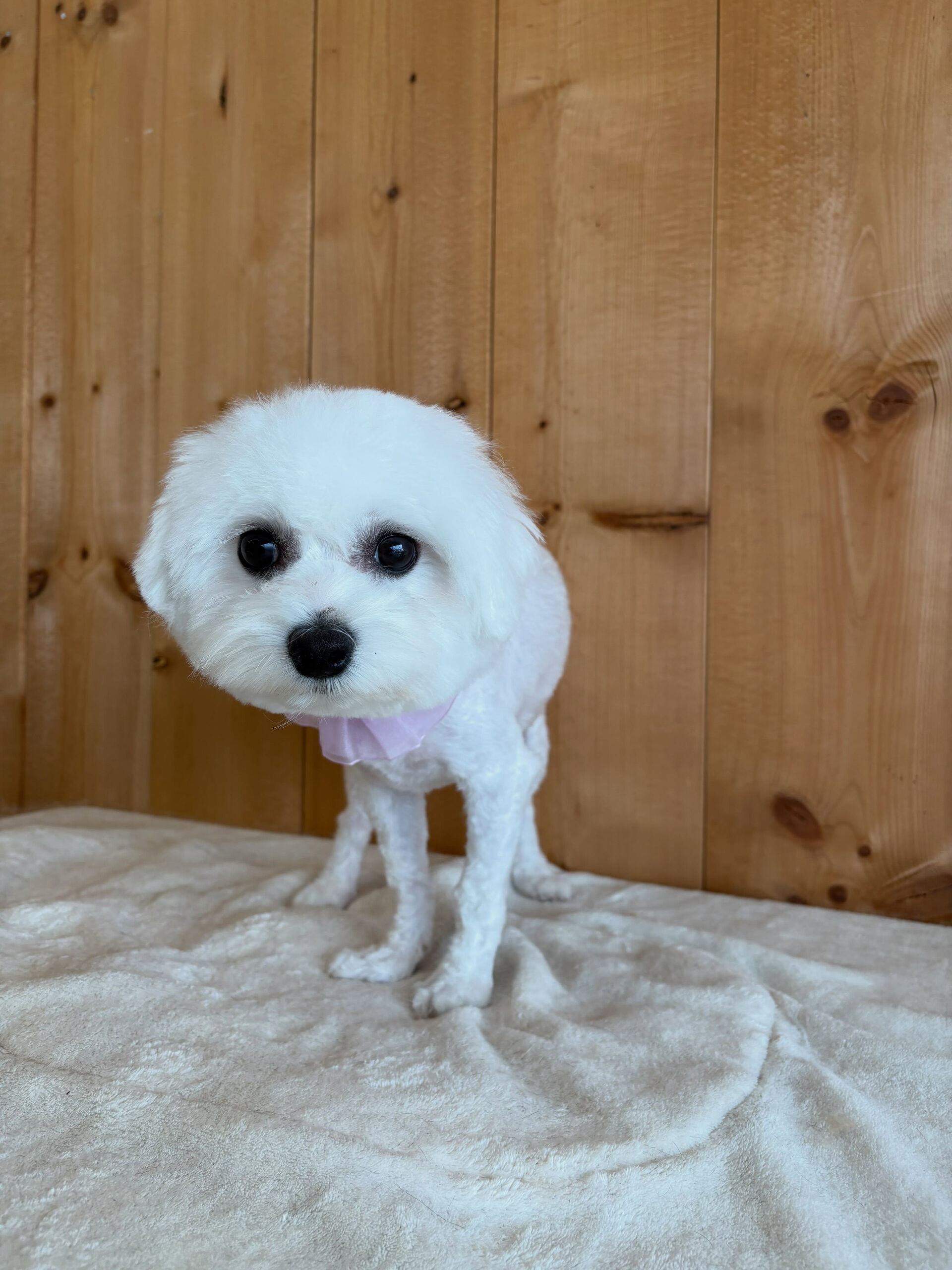 ミックスのこゆきちゃん