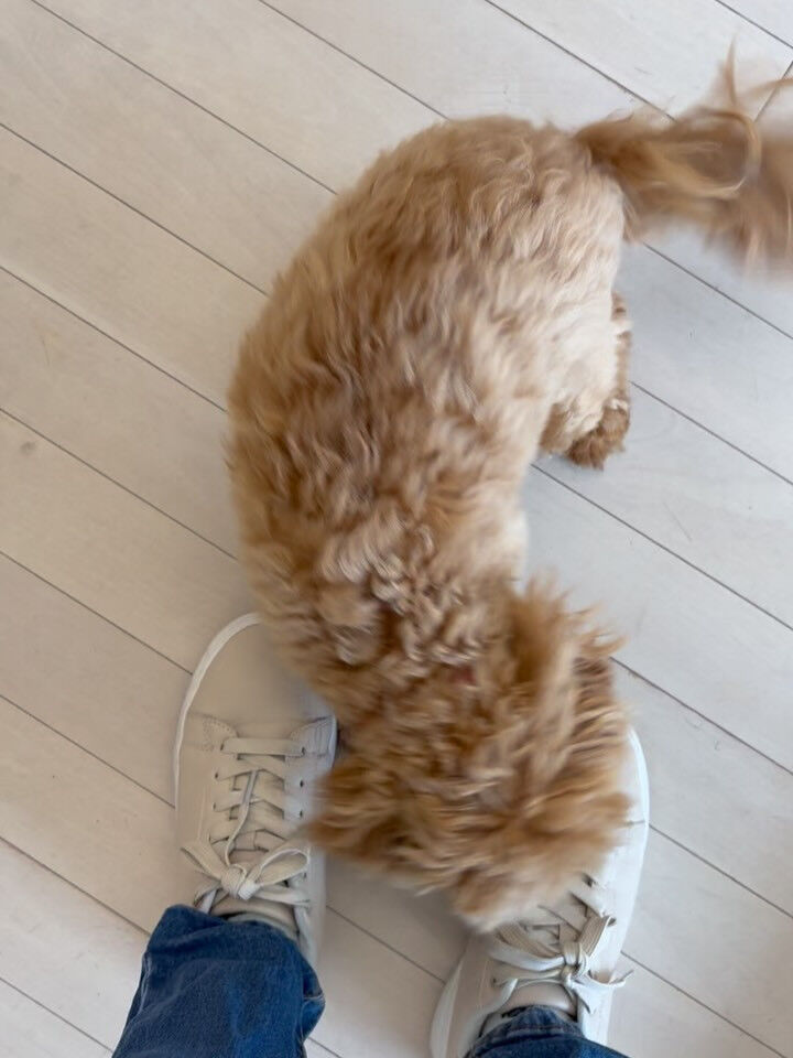 ミックスのきなこちゃん