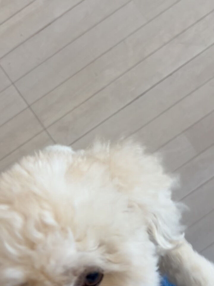 プードルのリペズちゃん