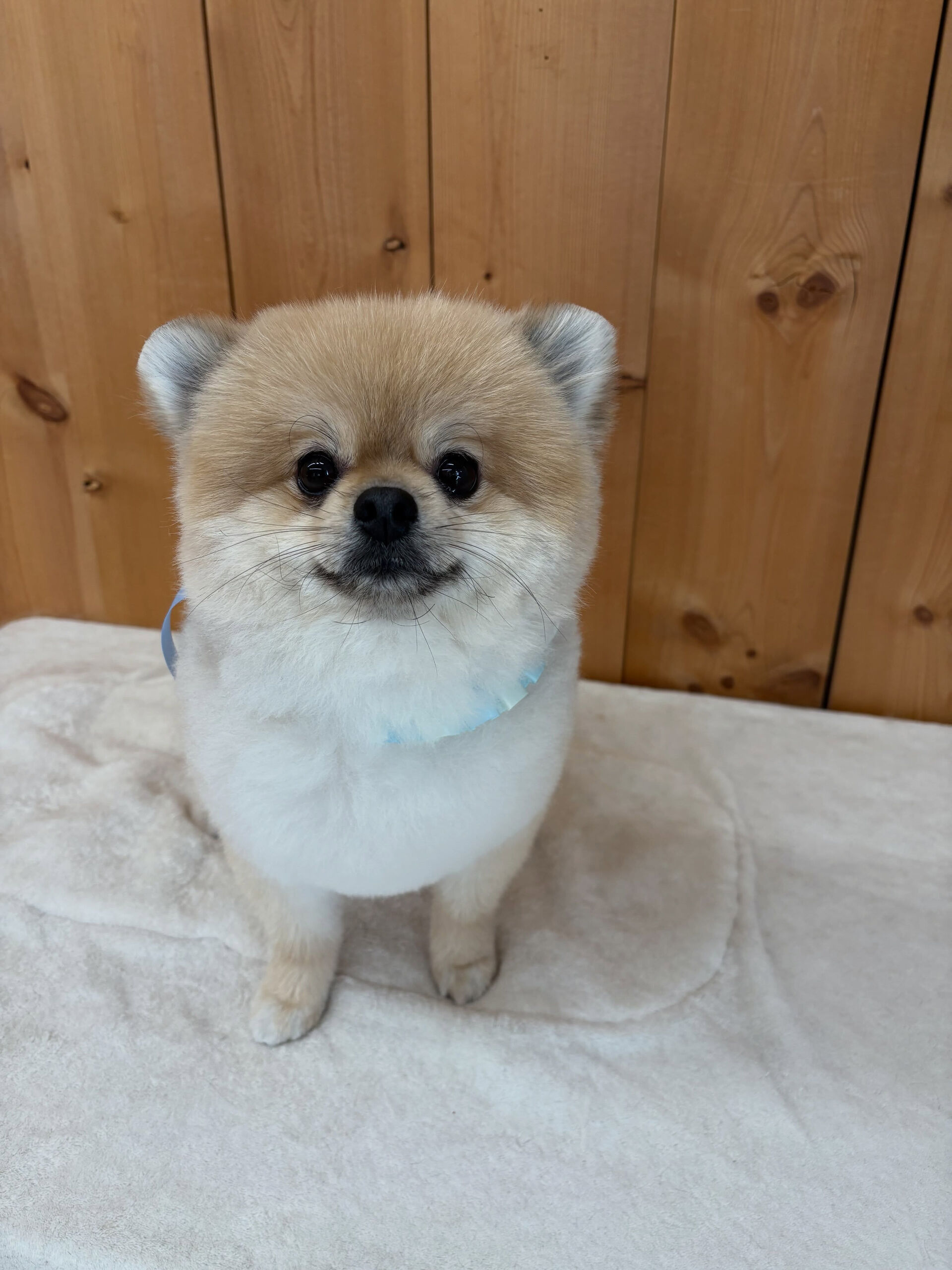ポメラニアンのまめ吉くん