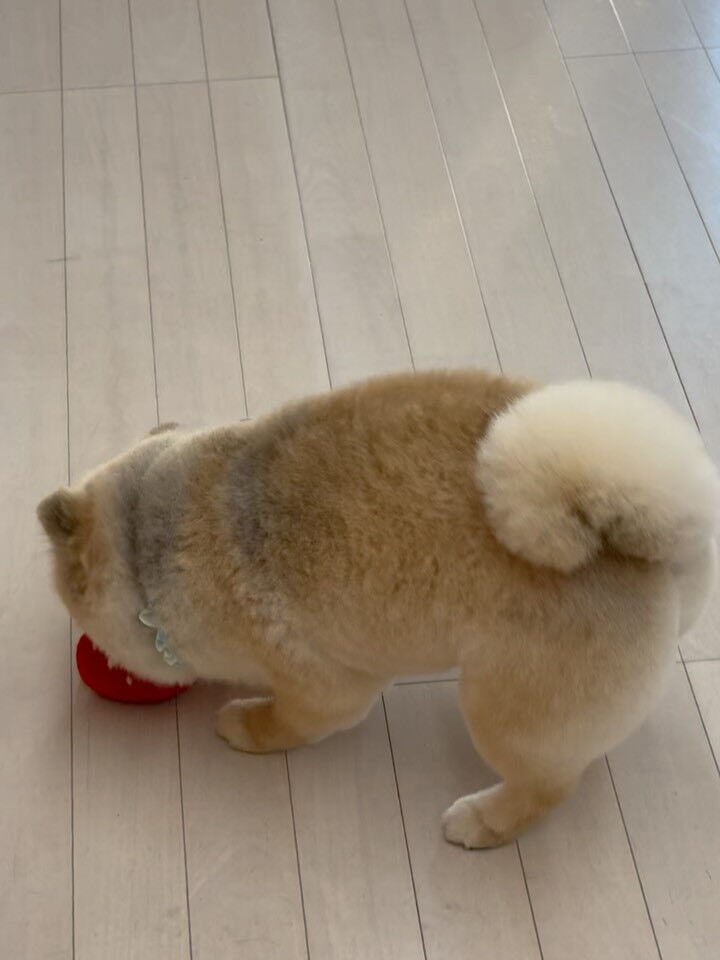 ポメラニアンのまめ吉くん