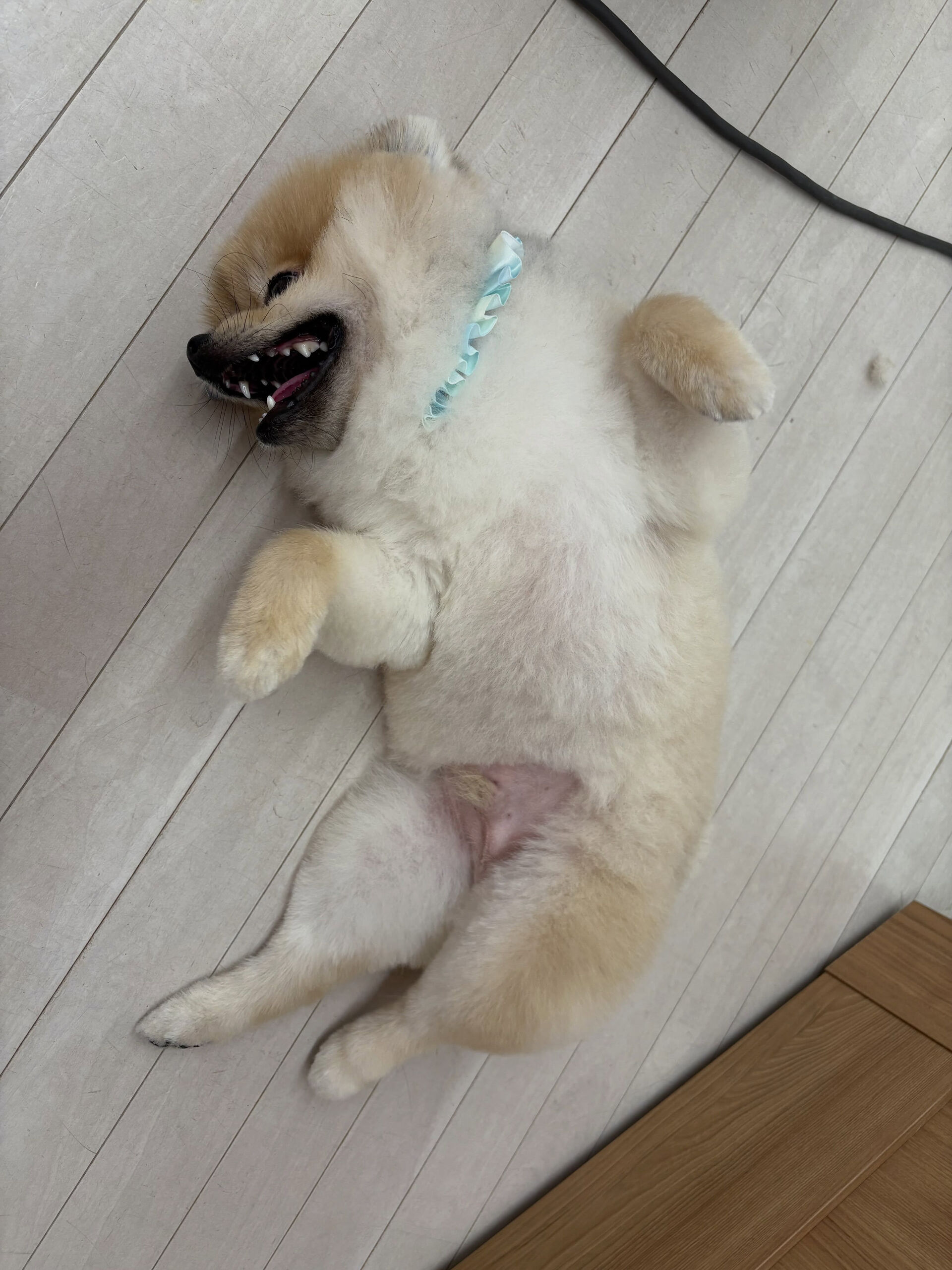 ポメラニアンのまめ吉くん
