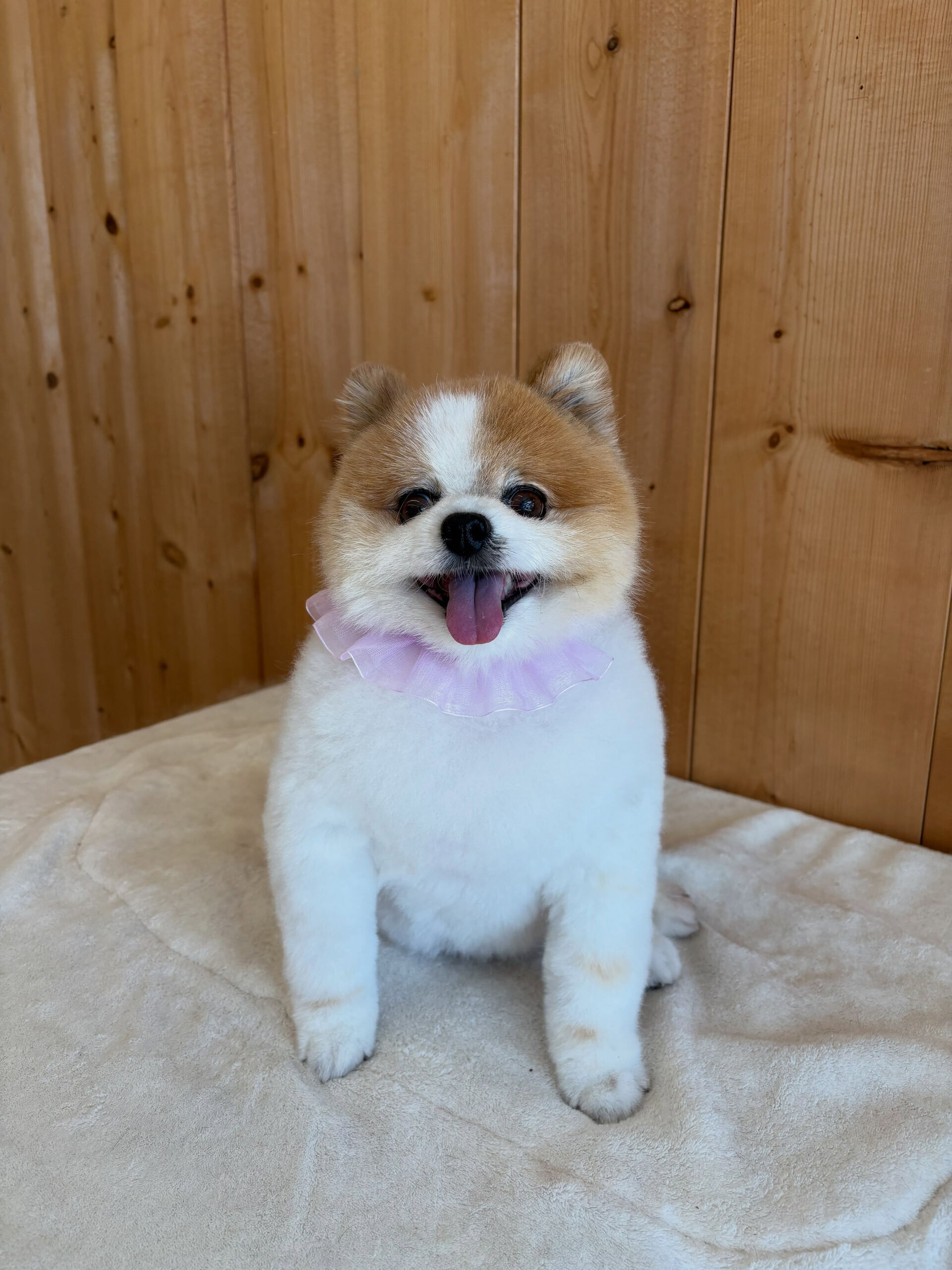 ポメラニアンのはなまるちゃん