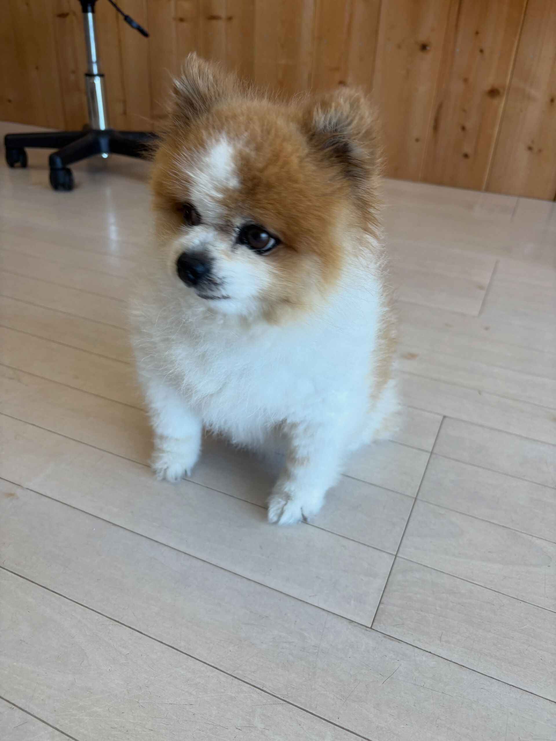 ポメラニアンのはなまるちゃん