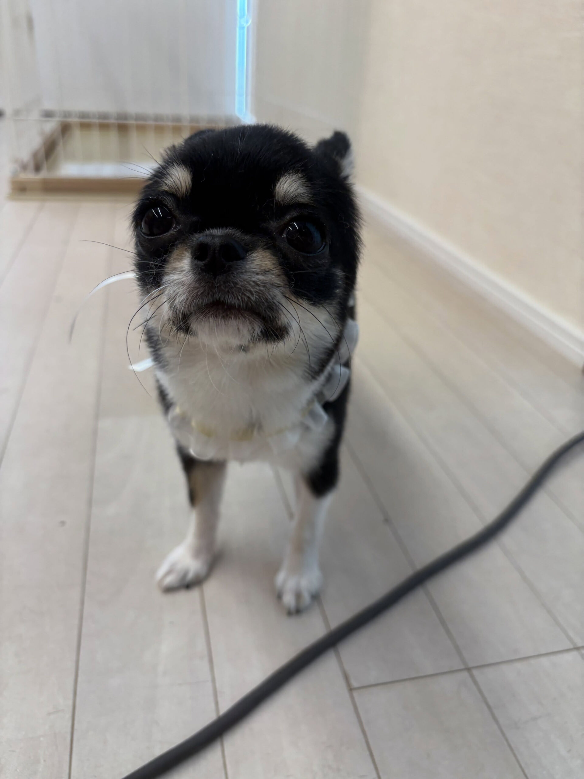 チワワのアロちゃん