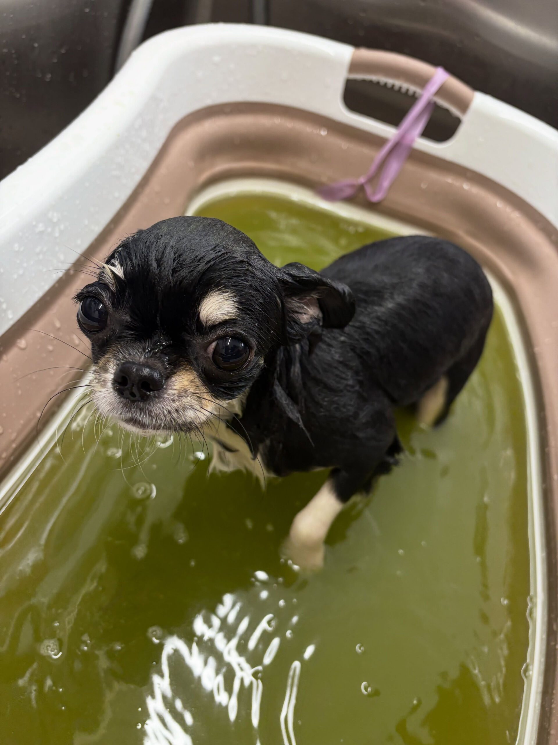 チワワのアロちゃん