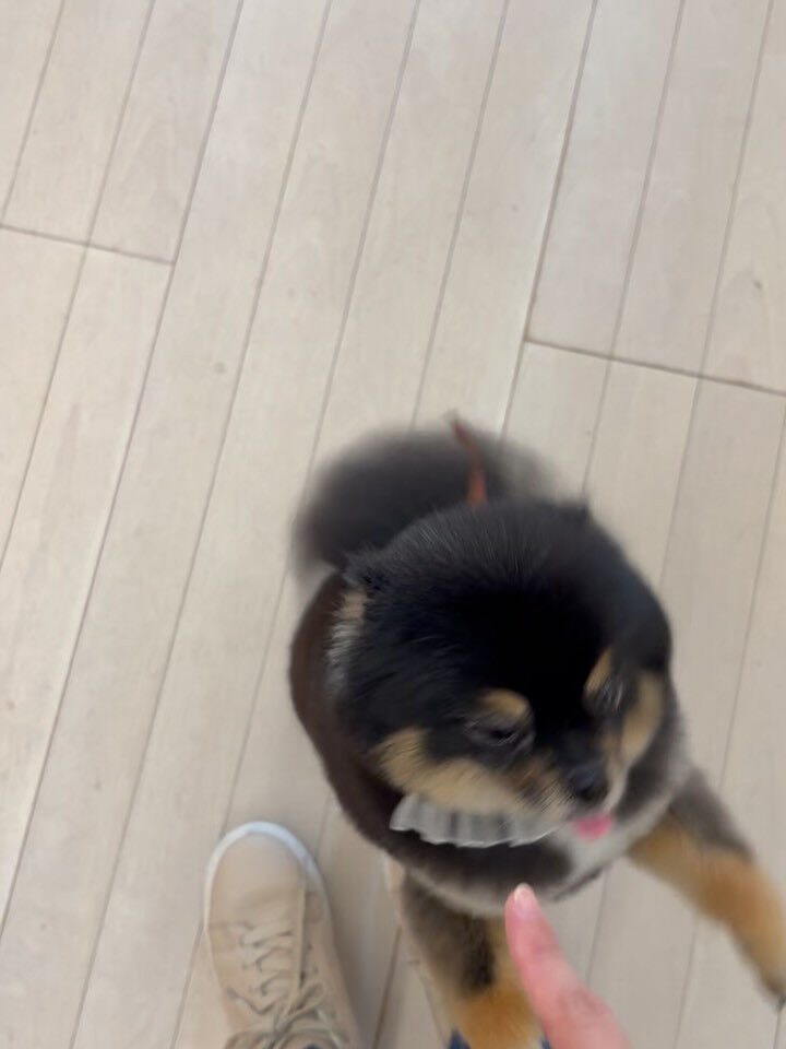 ポメラニアンの小梅ちゃん
