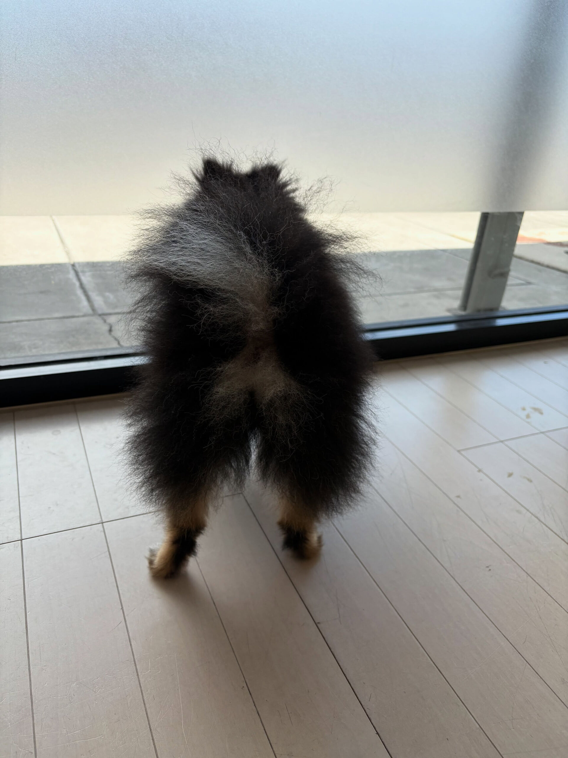 ポメラニアンの小梅ちゃん