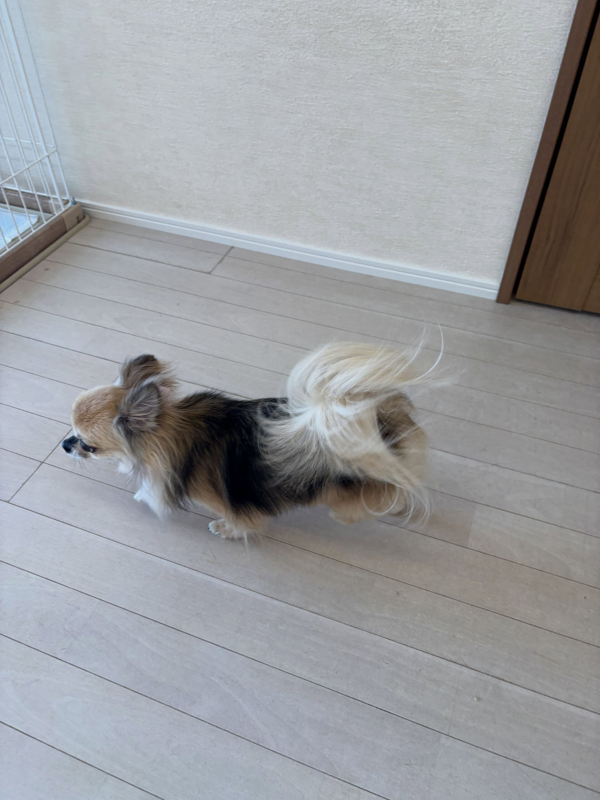 チワワのトワラーちゃん