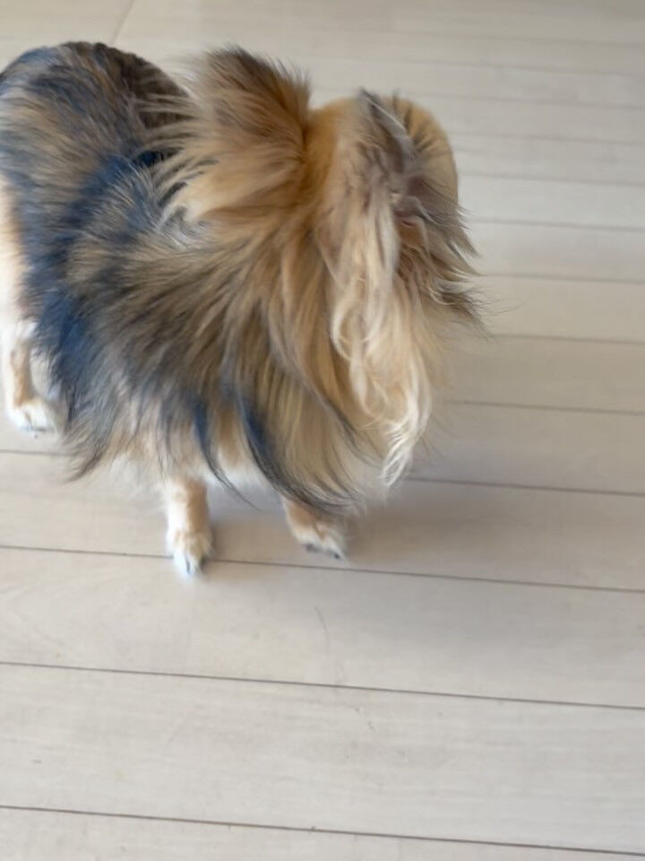チワワのトワラーちゃん