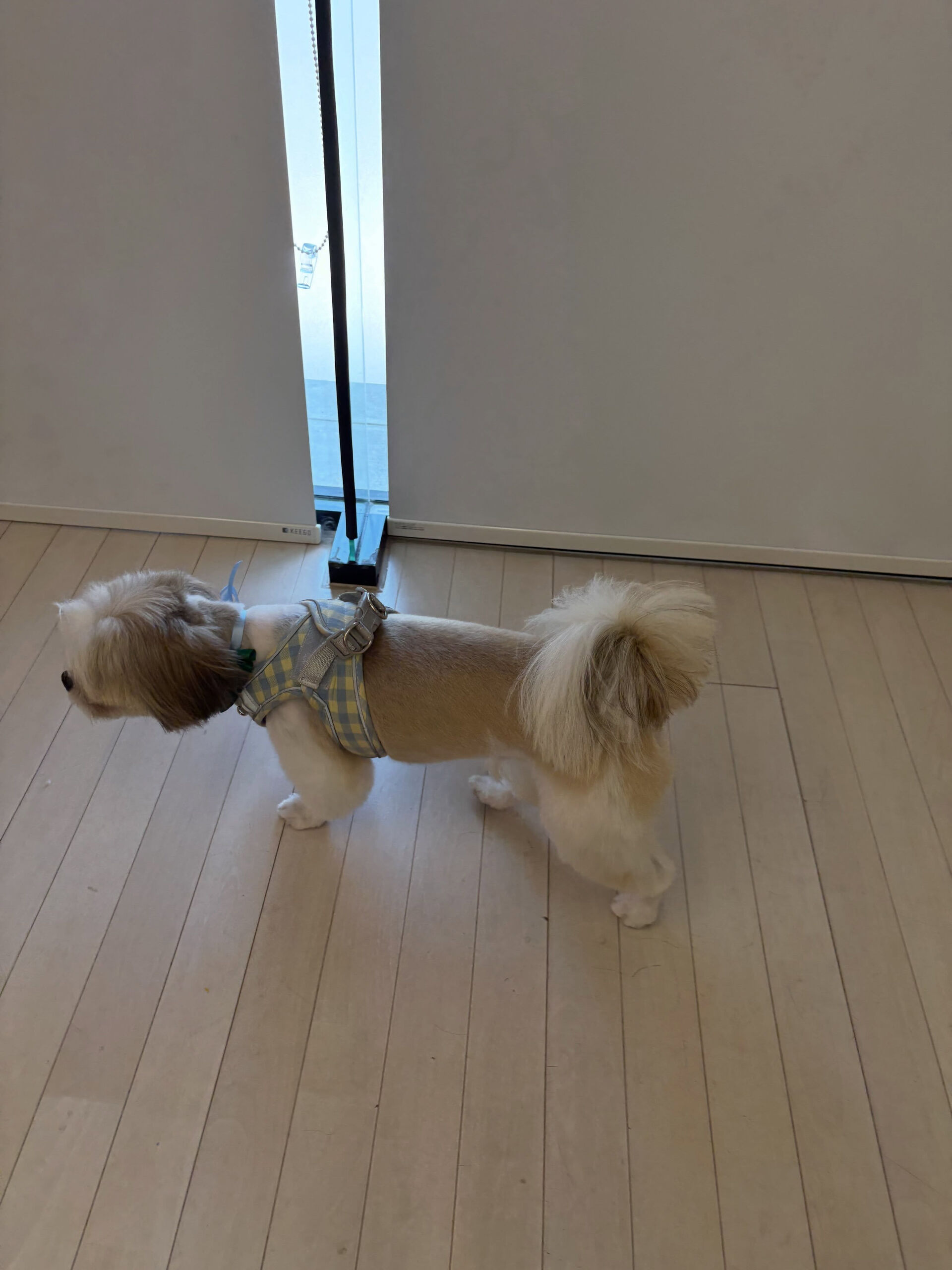 シーズーのチャーちゃん