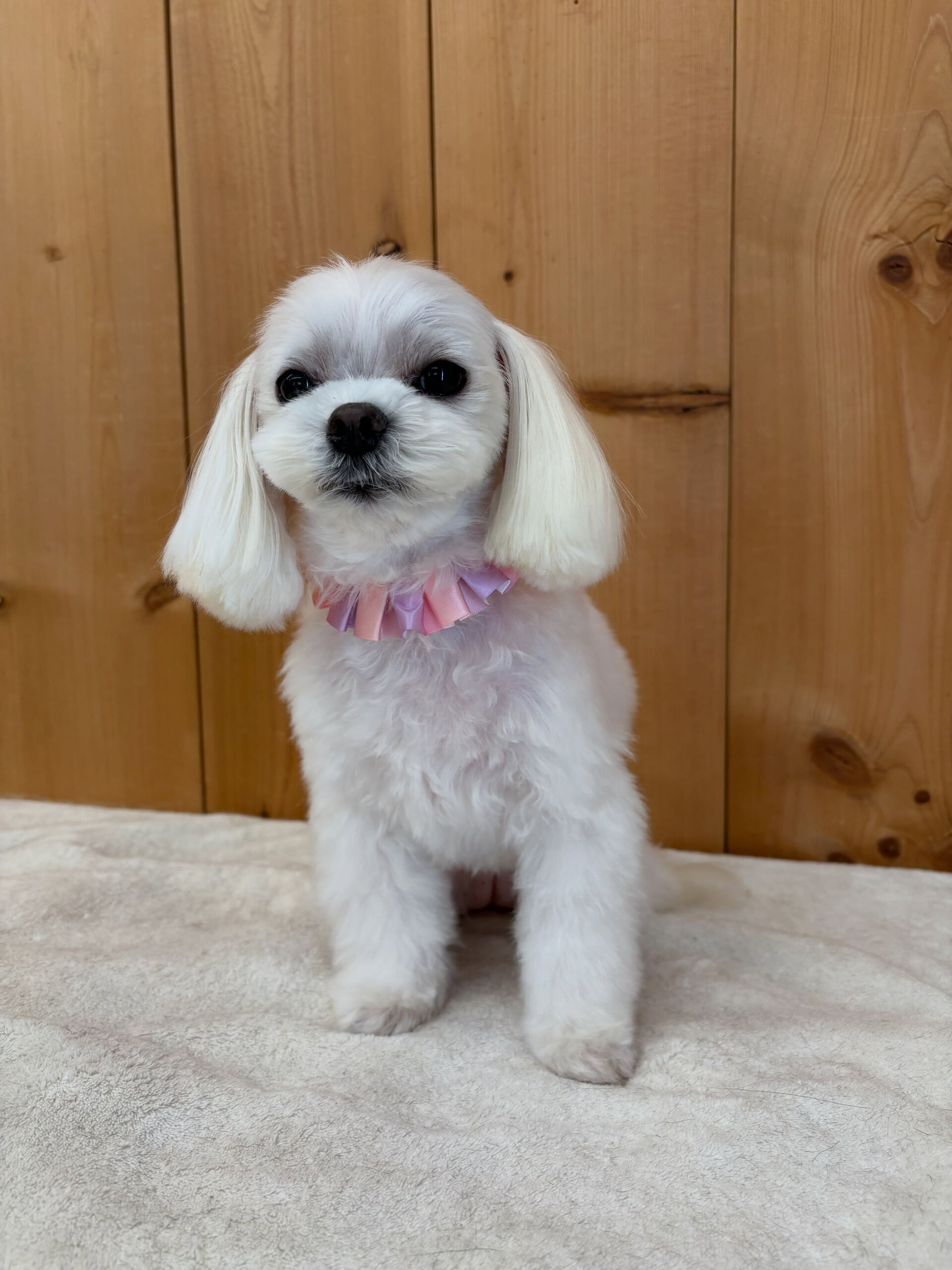 マルチーズのこゆきちゃん