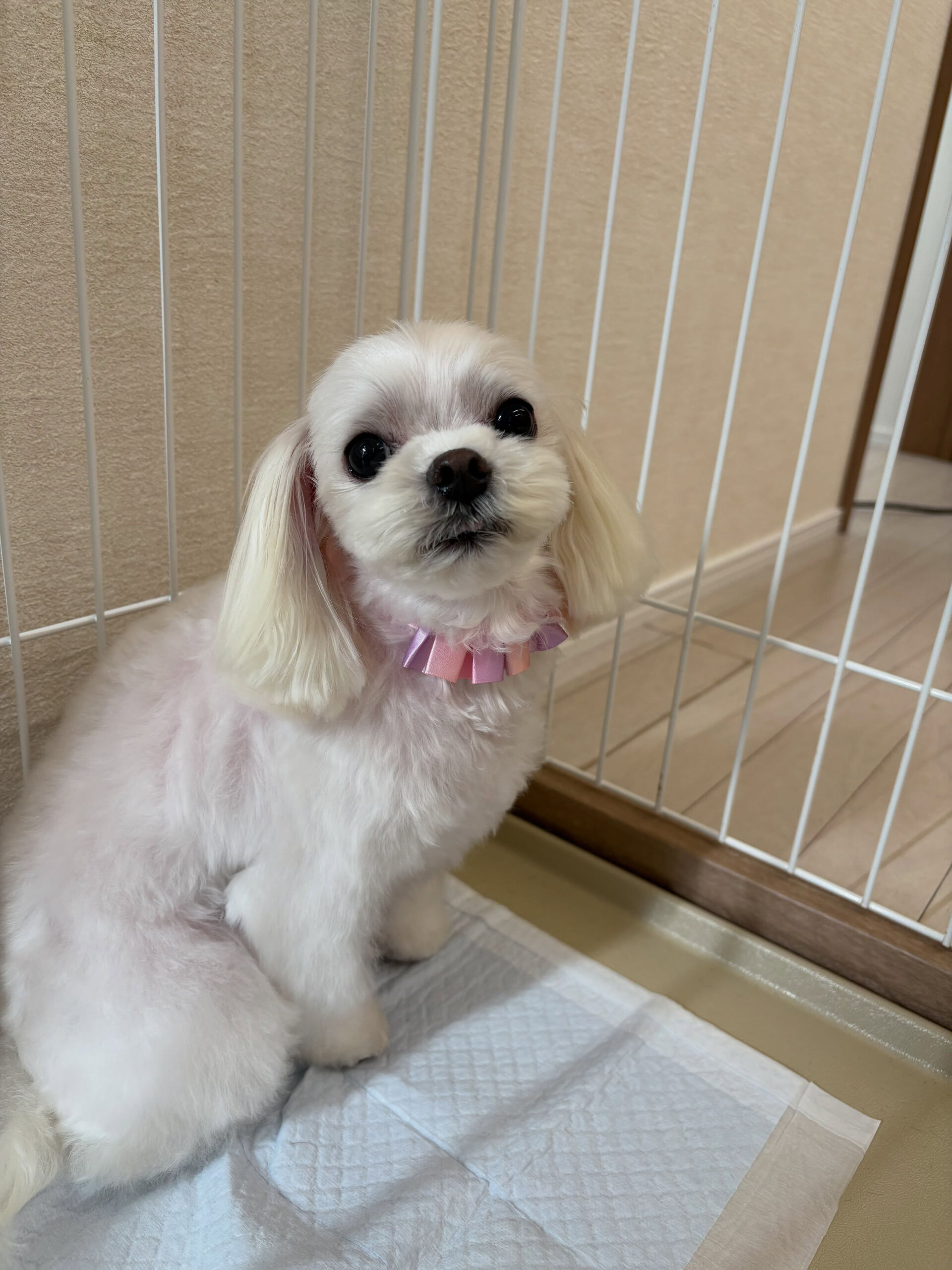 マルチーズのこゆきちゃん
