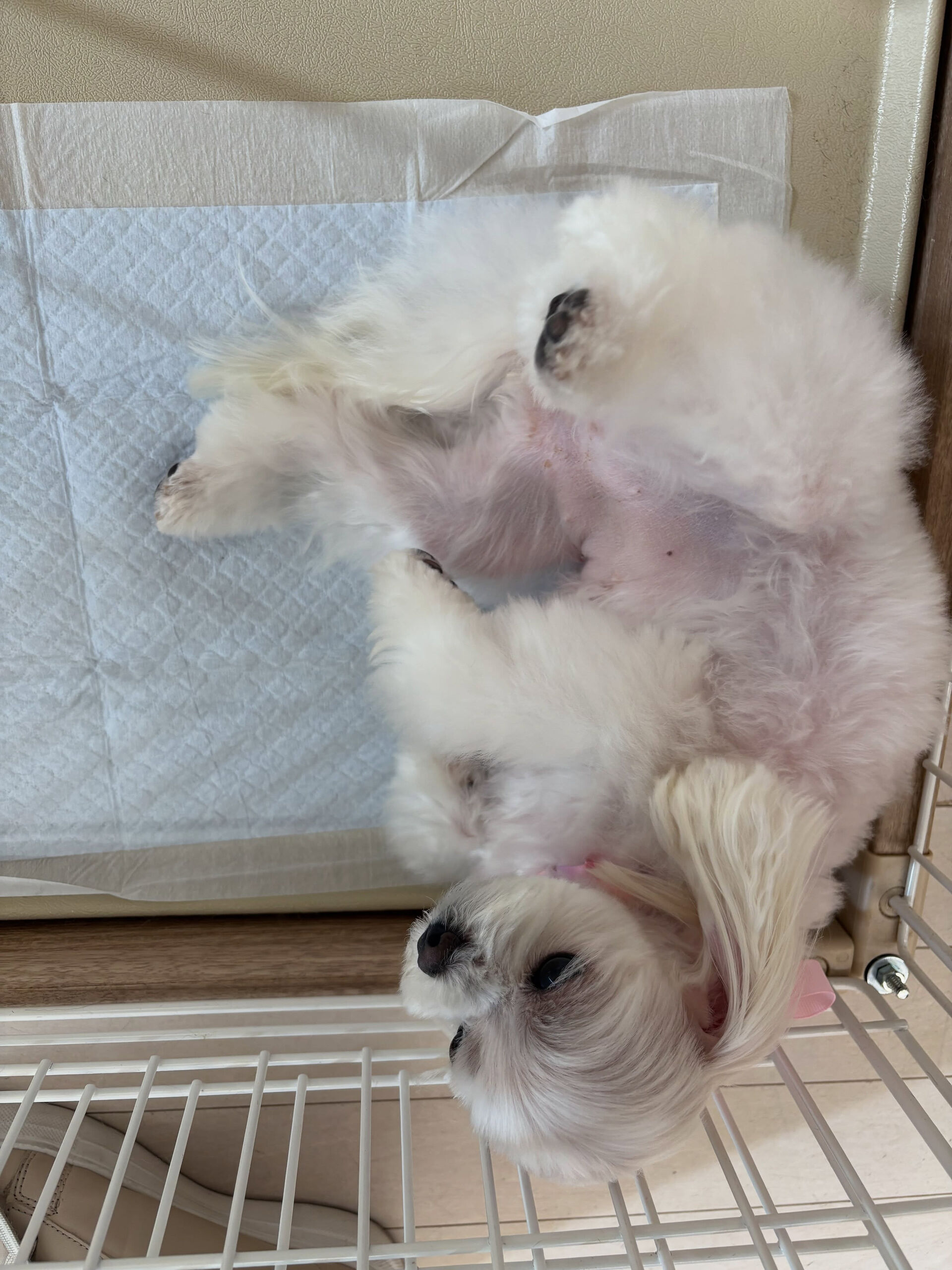 マルチーズのこゆきちゃん