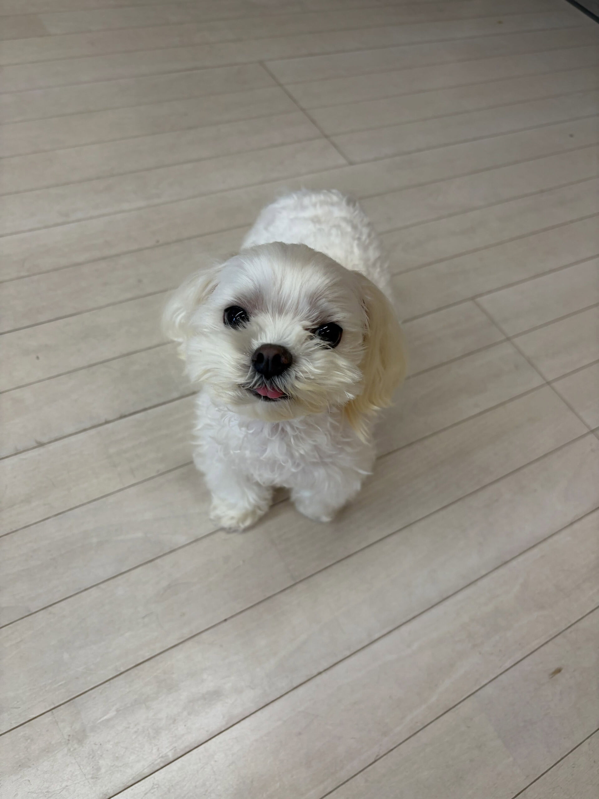 マルチーズのこゆきちゃん