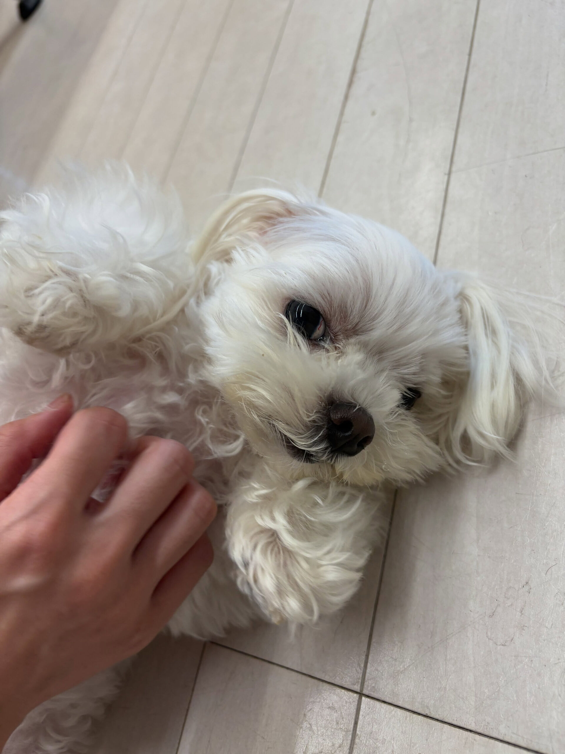 マルチーズのこゆきちゃん