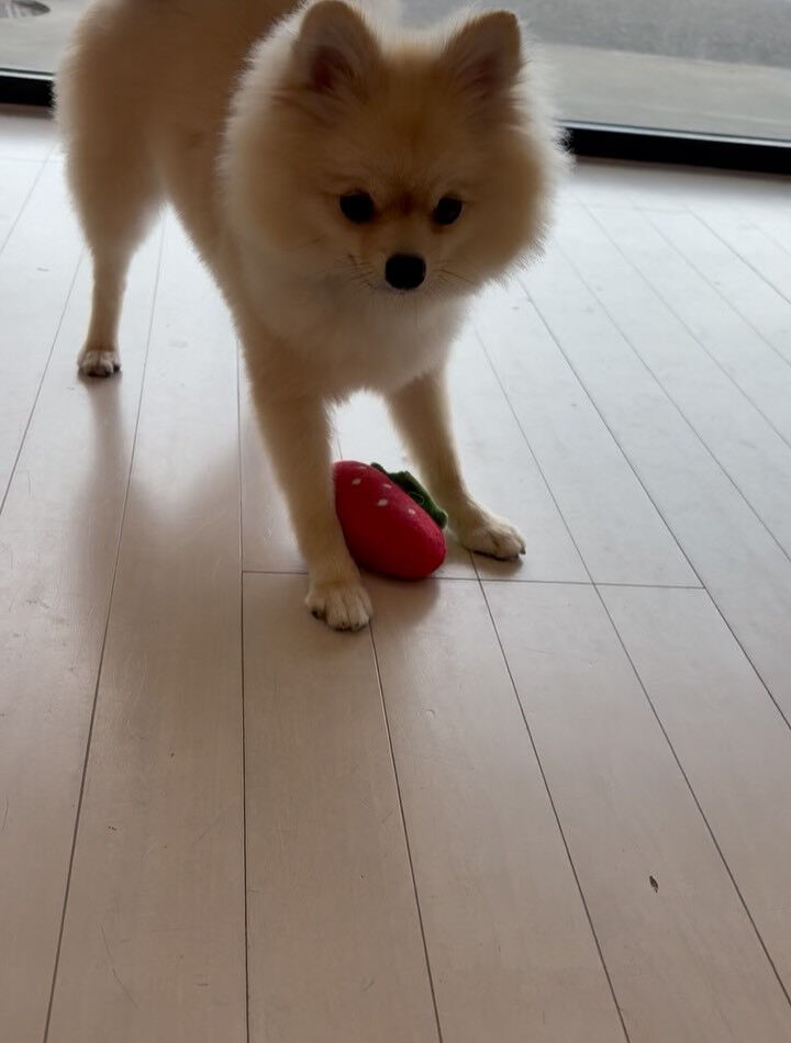 ポメラニアンのコロ助くん