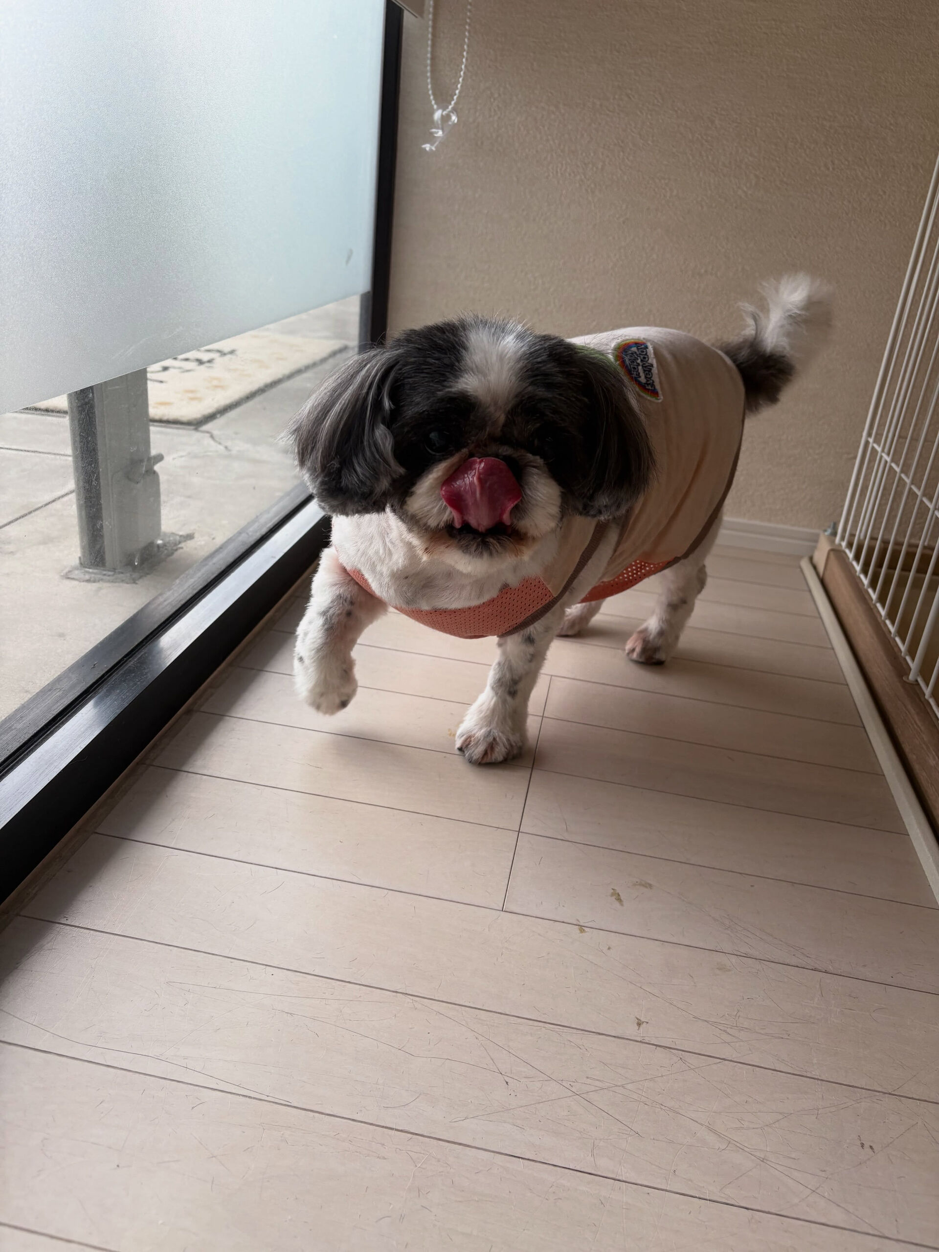 シーズーの小春ちゃん